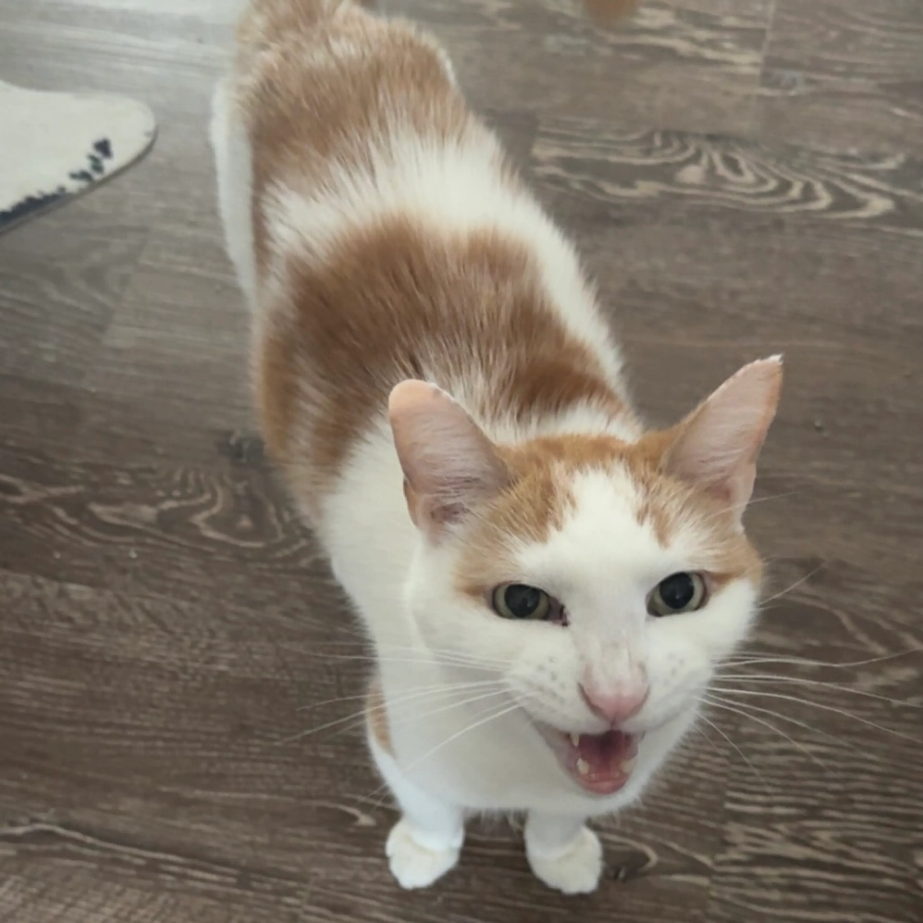 Found pet-9
