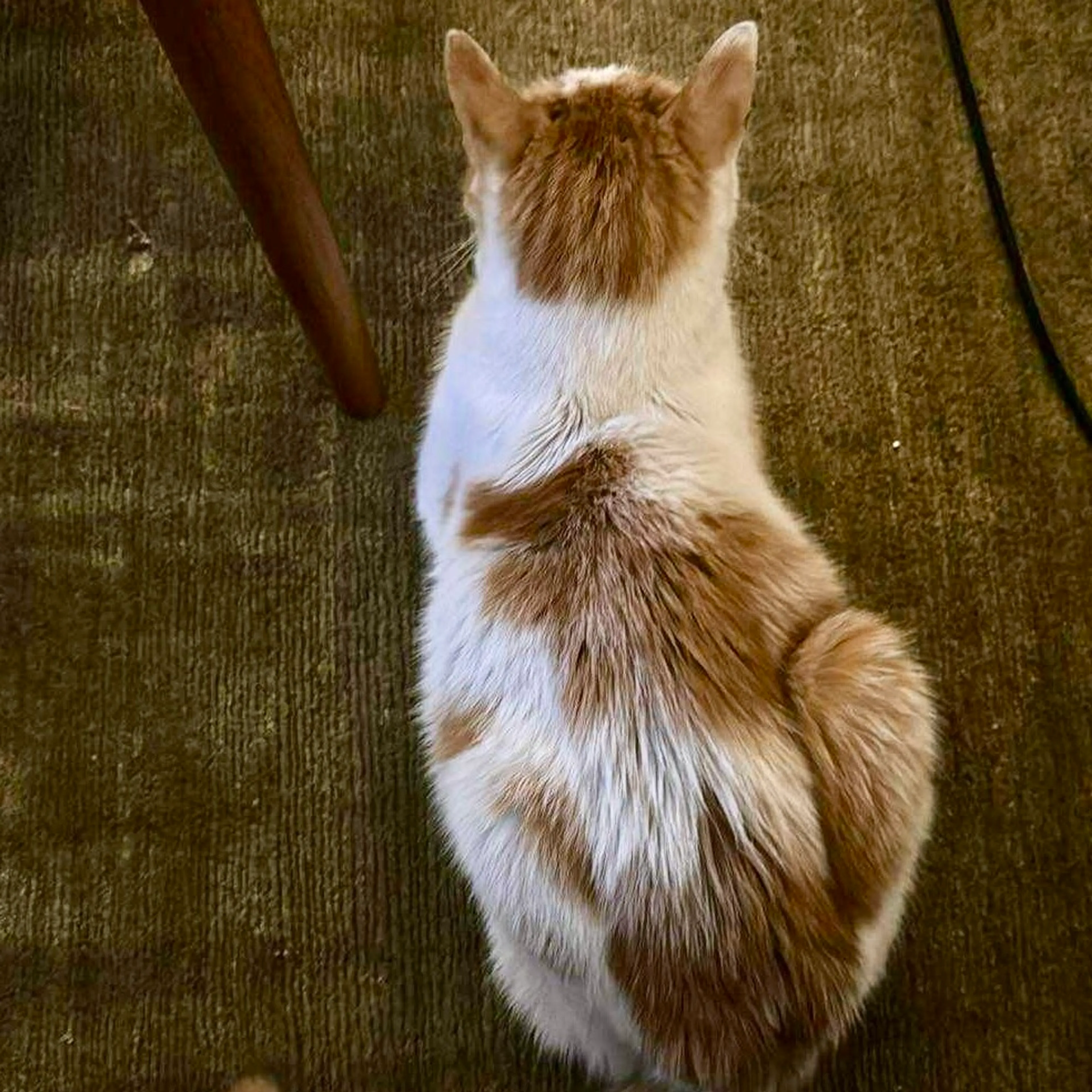 Found pet-7