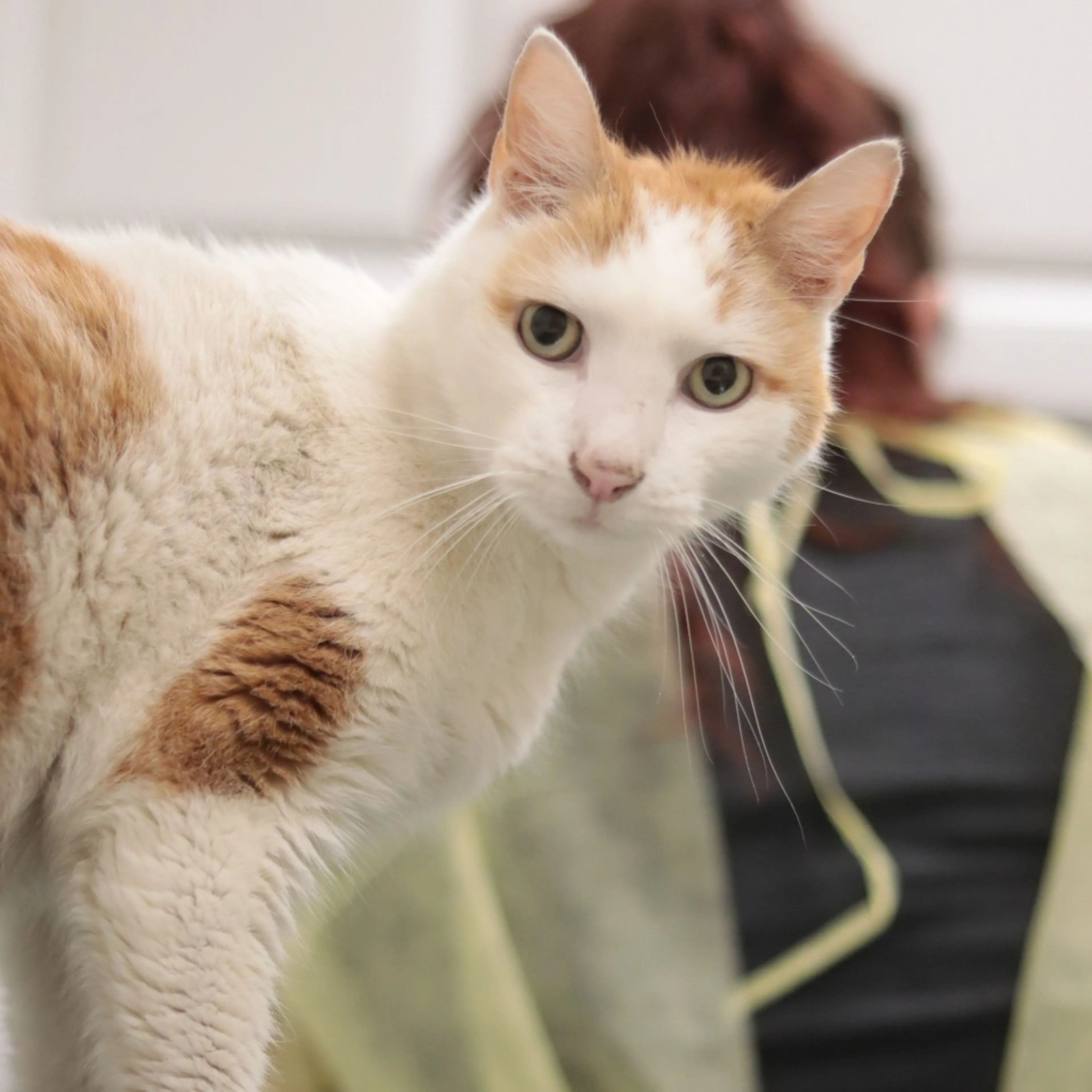 Found pet-5