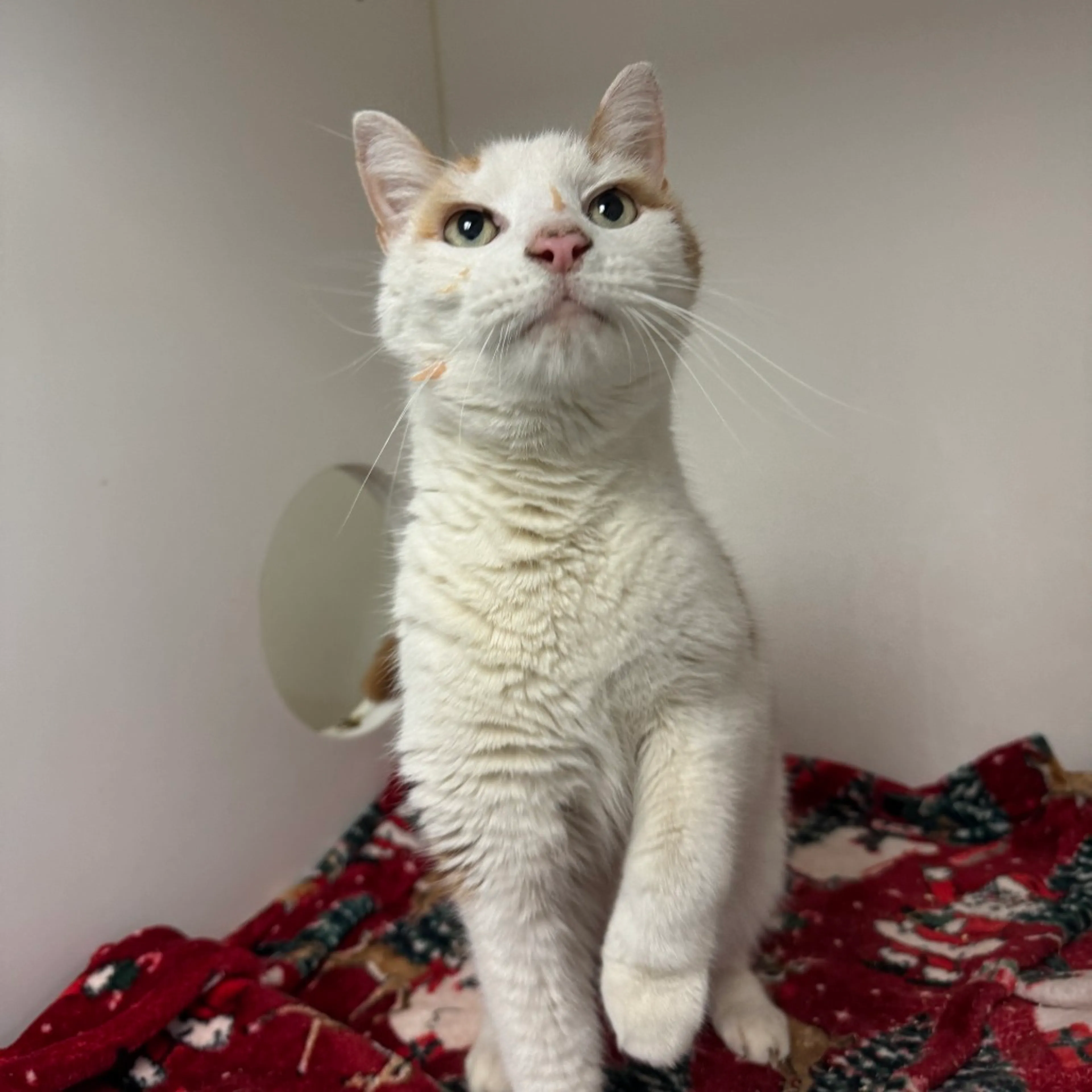 Found pet-11