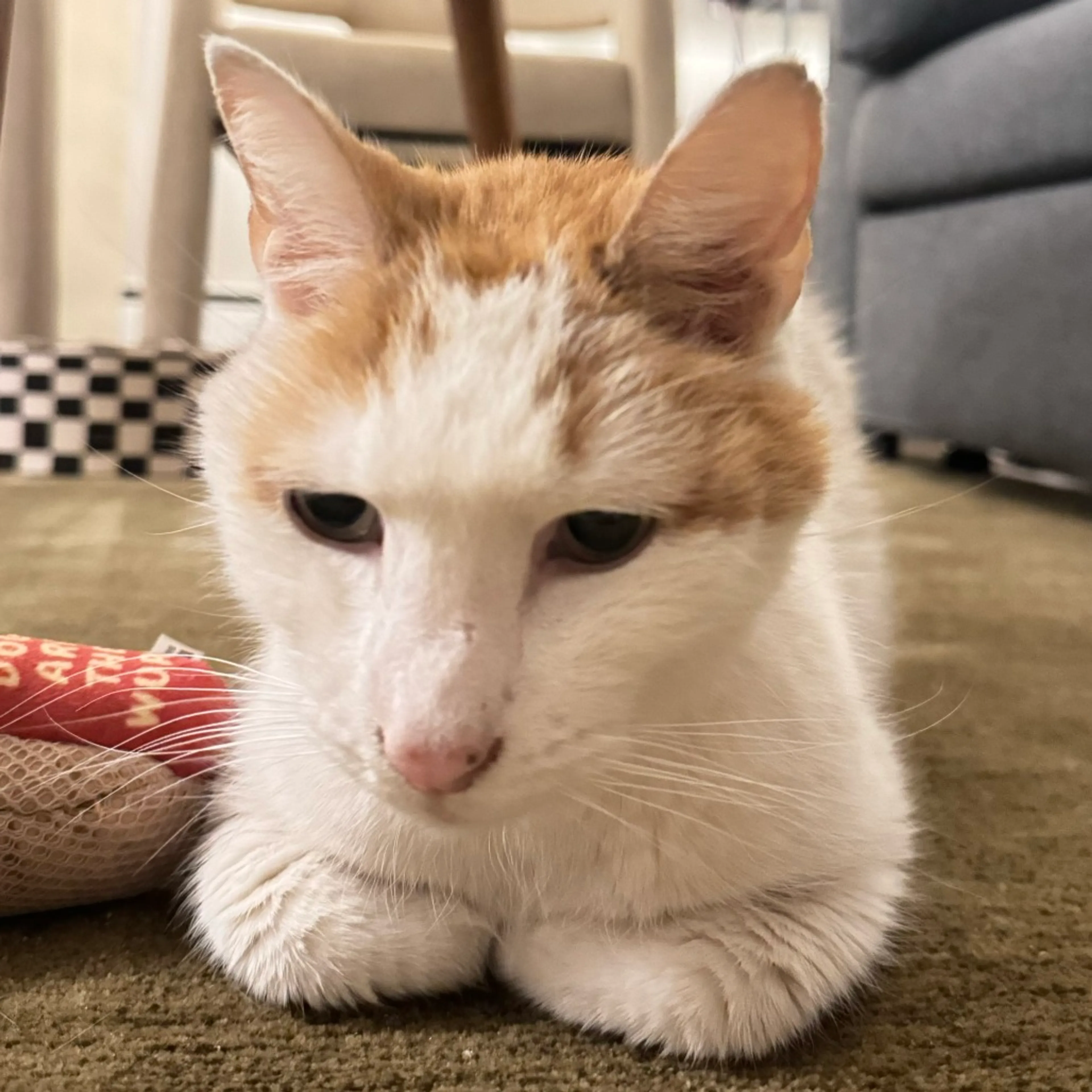 Found pet-8
