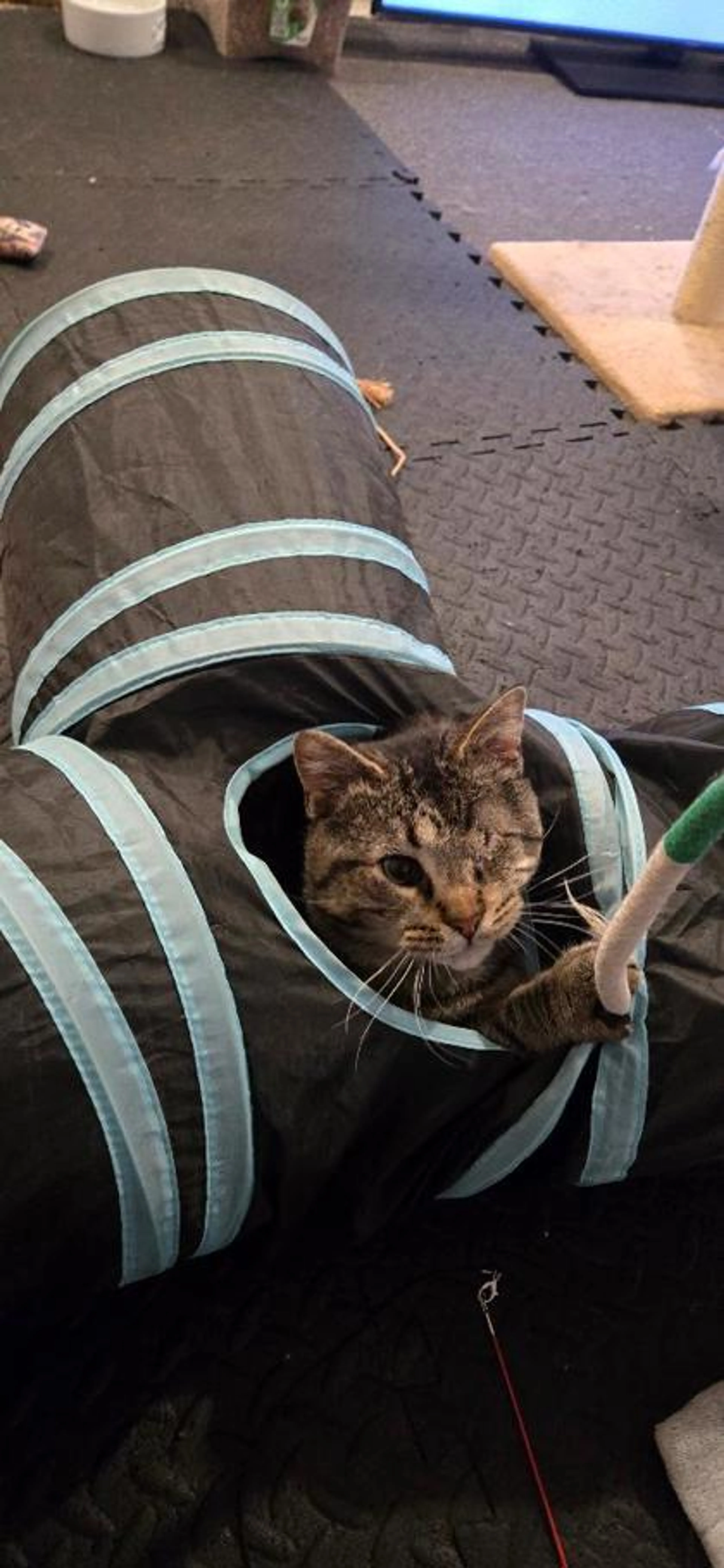 Found pet-1