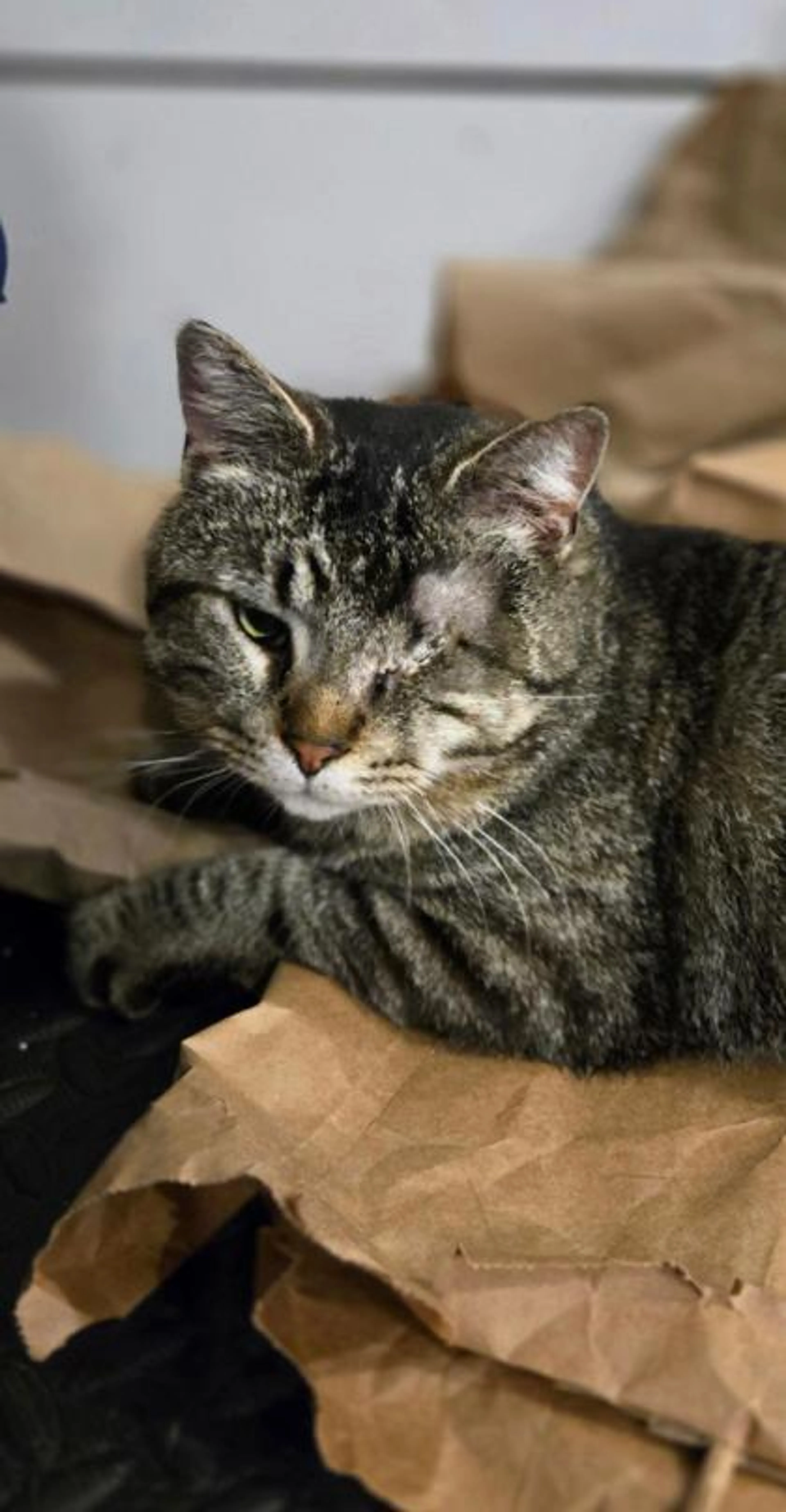 Found pet-2