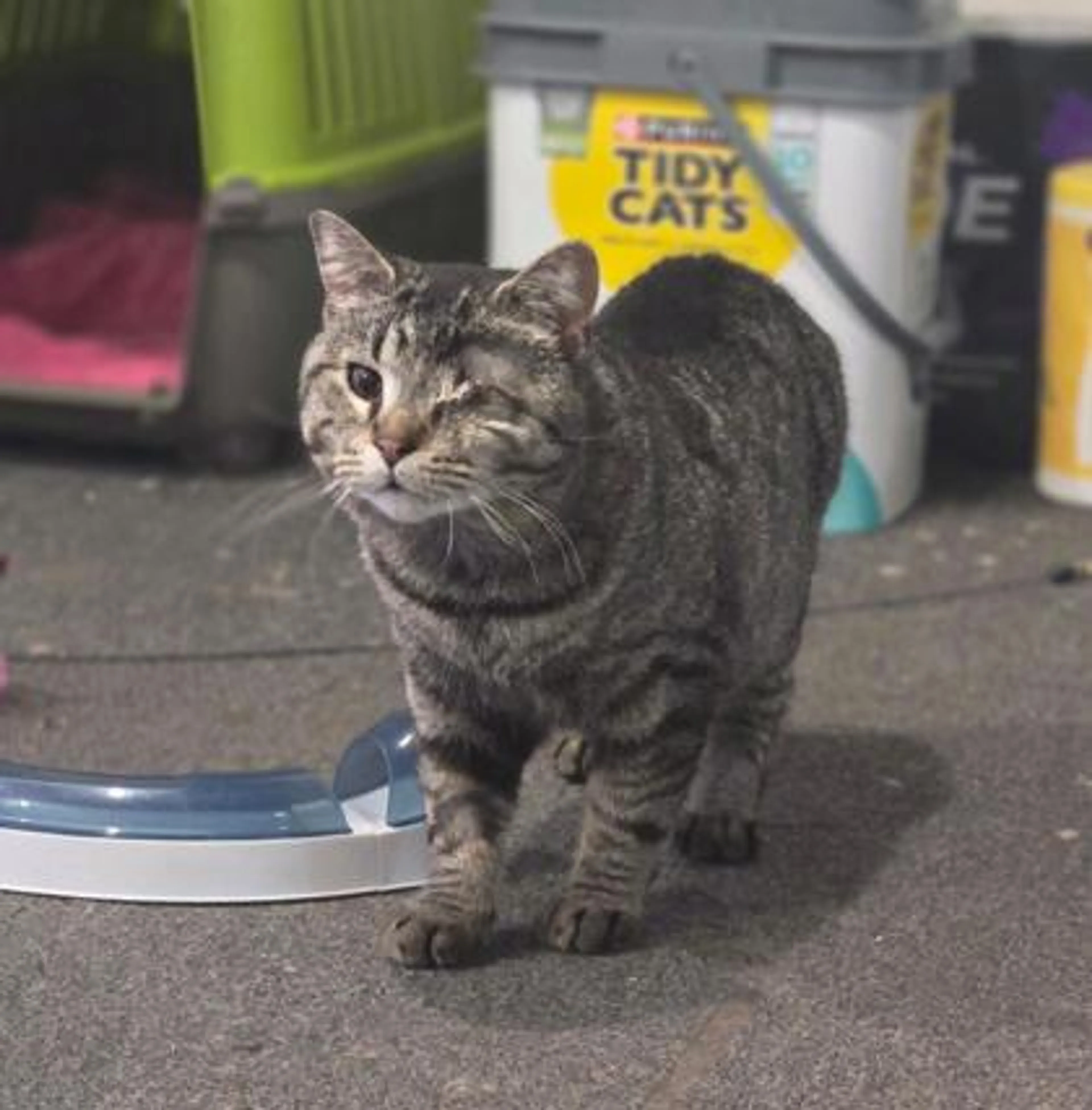 Found pet-0