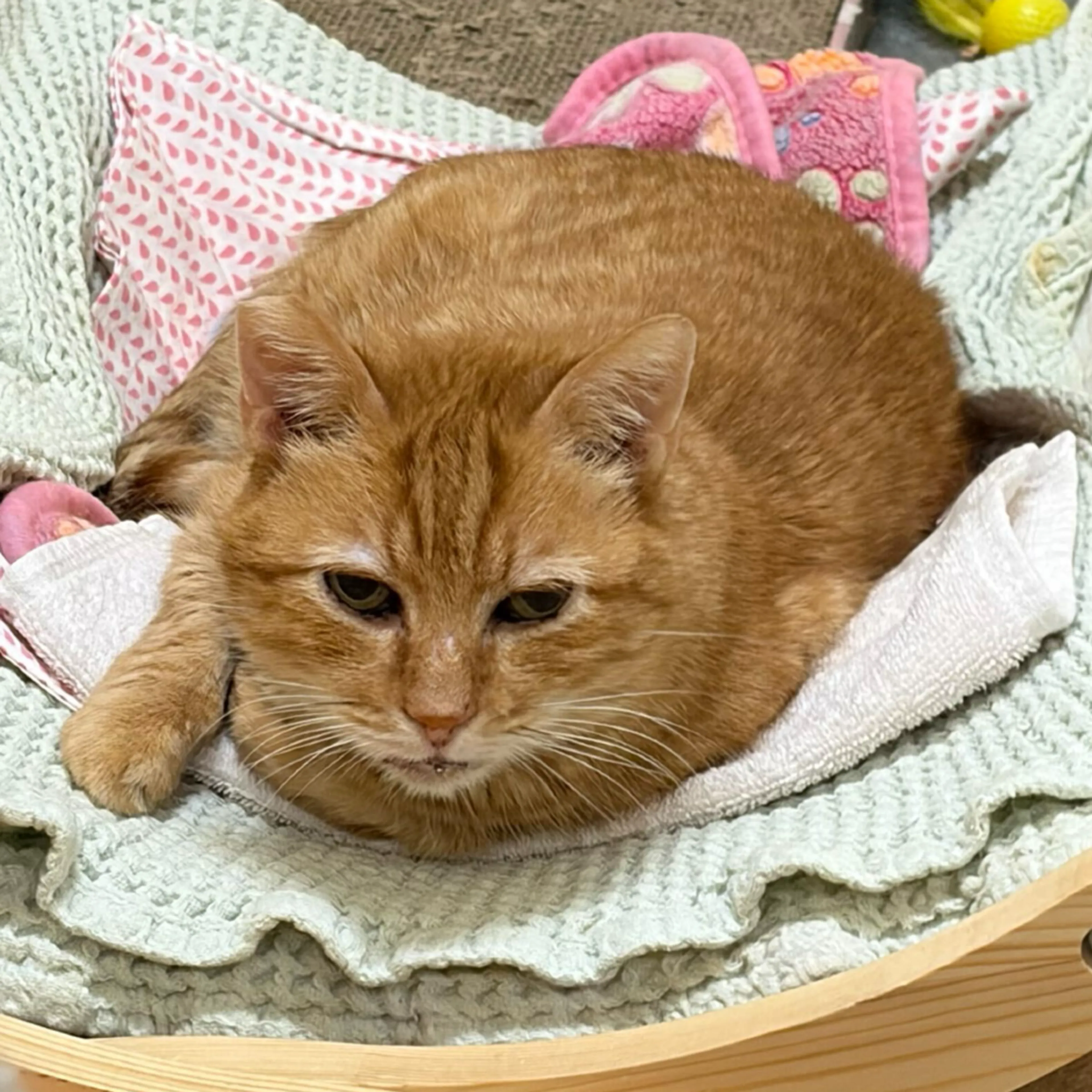 Found pet-7