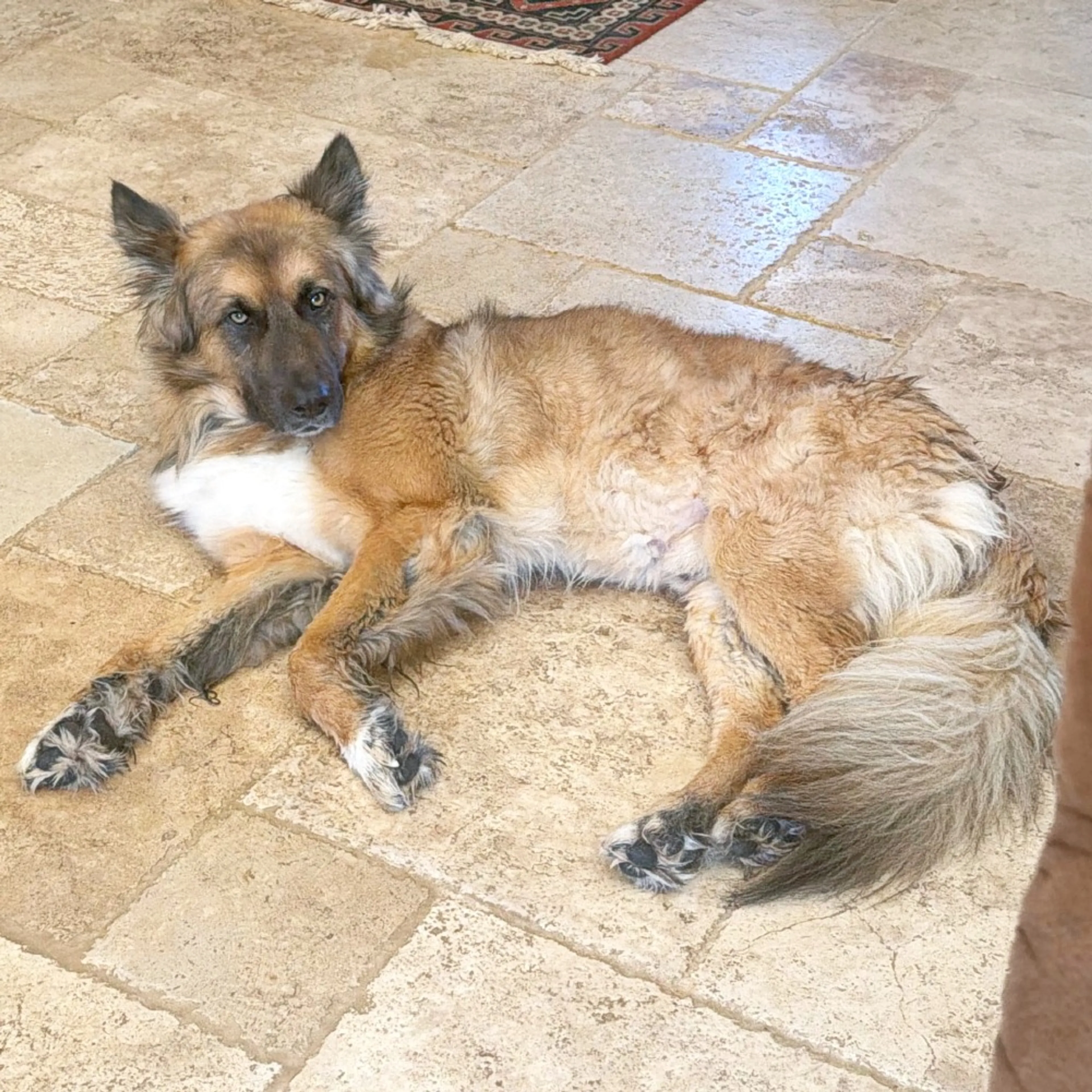 Found pet-2