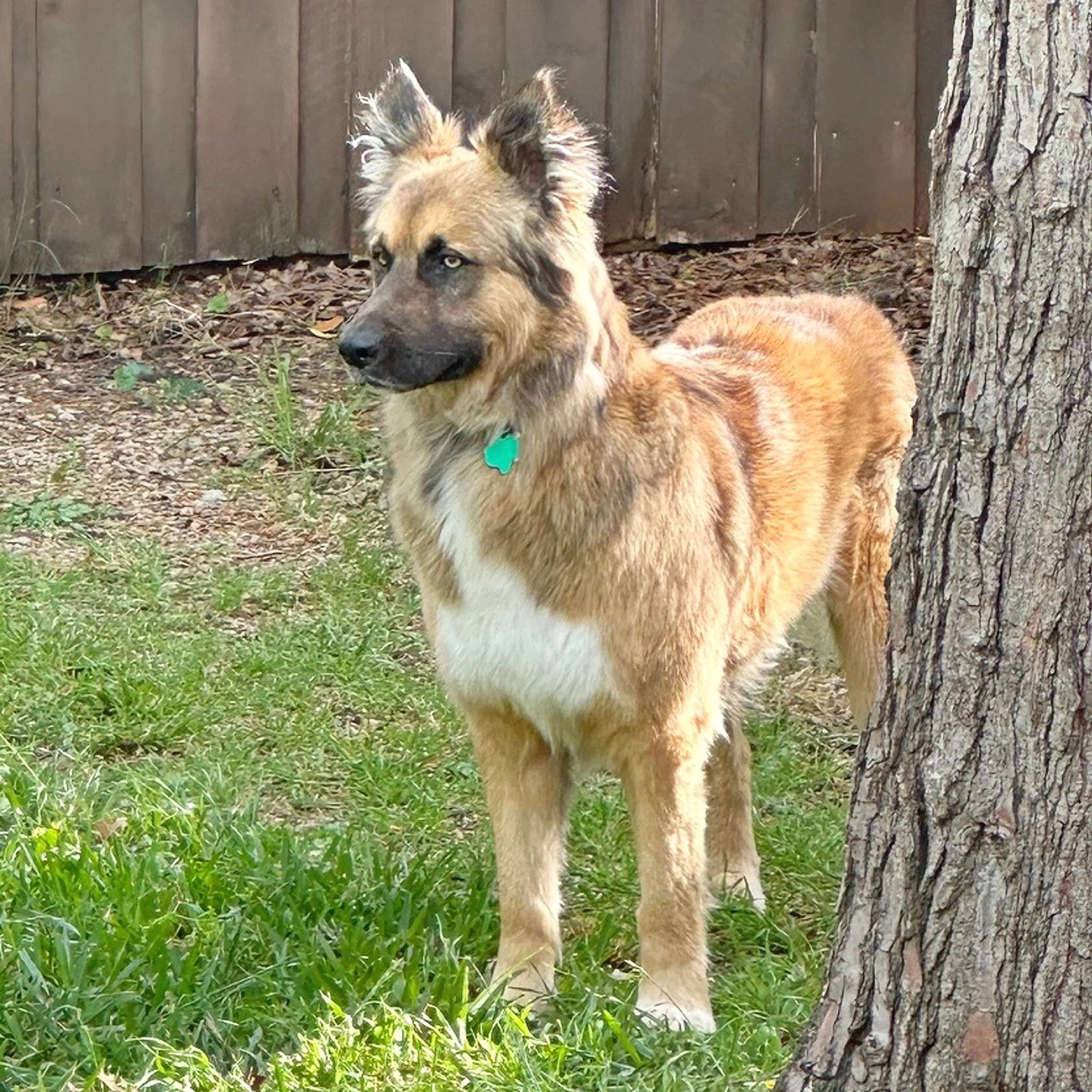 Found pet-3
