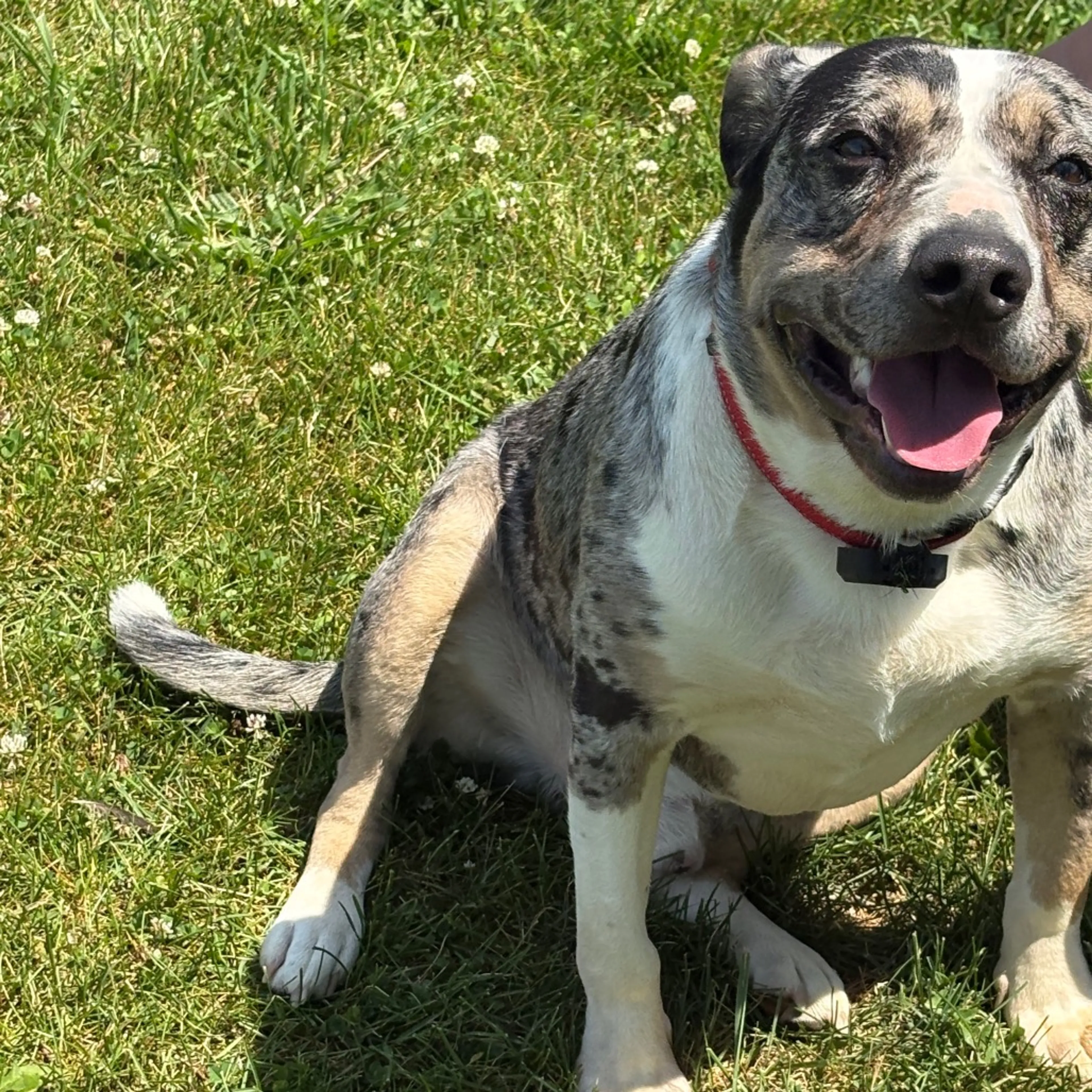 cdn image