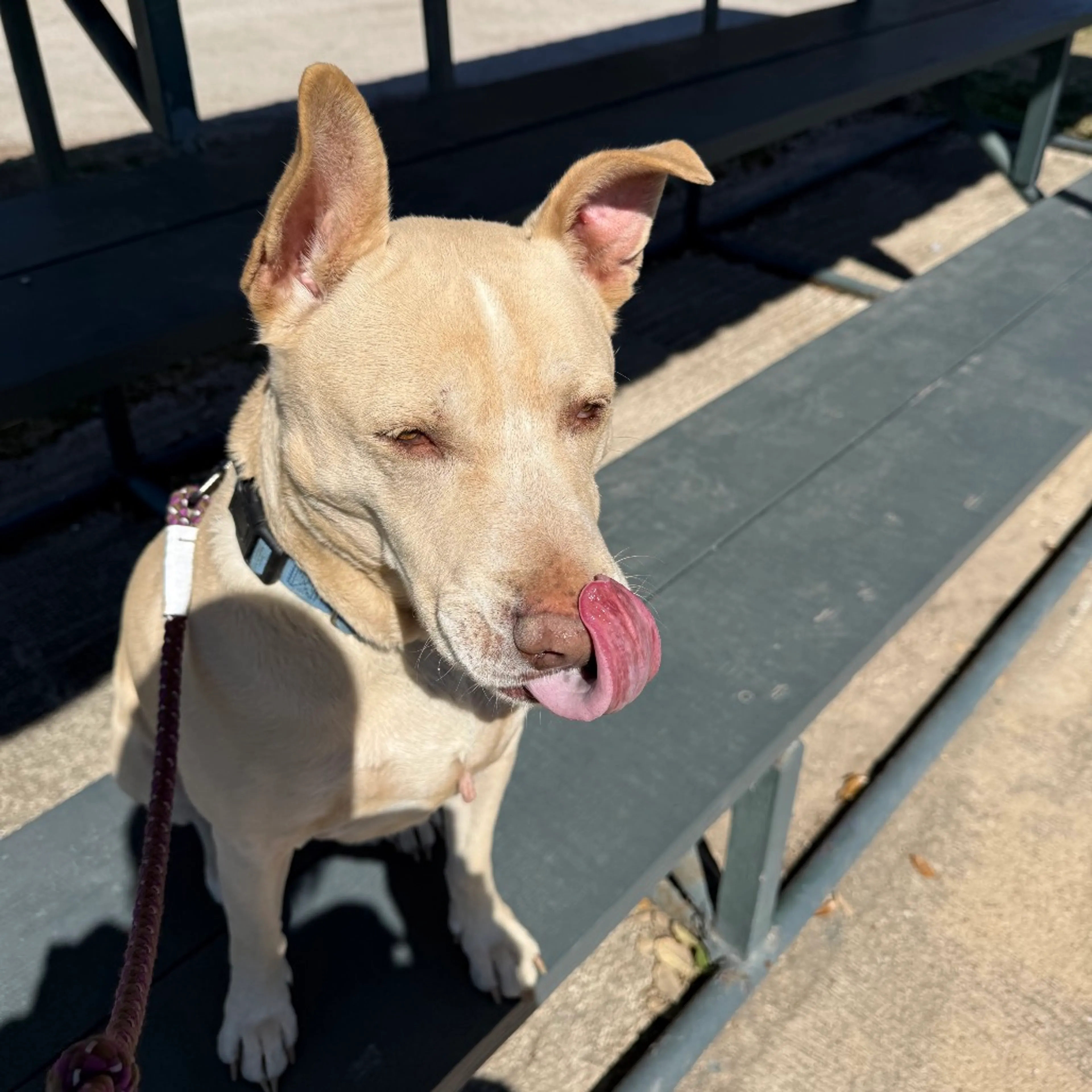 Found pet-5