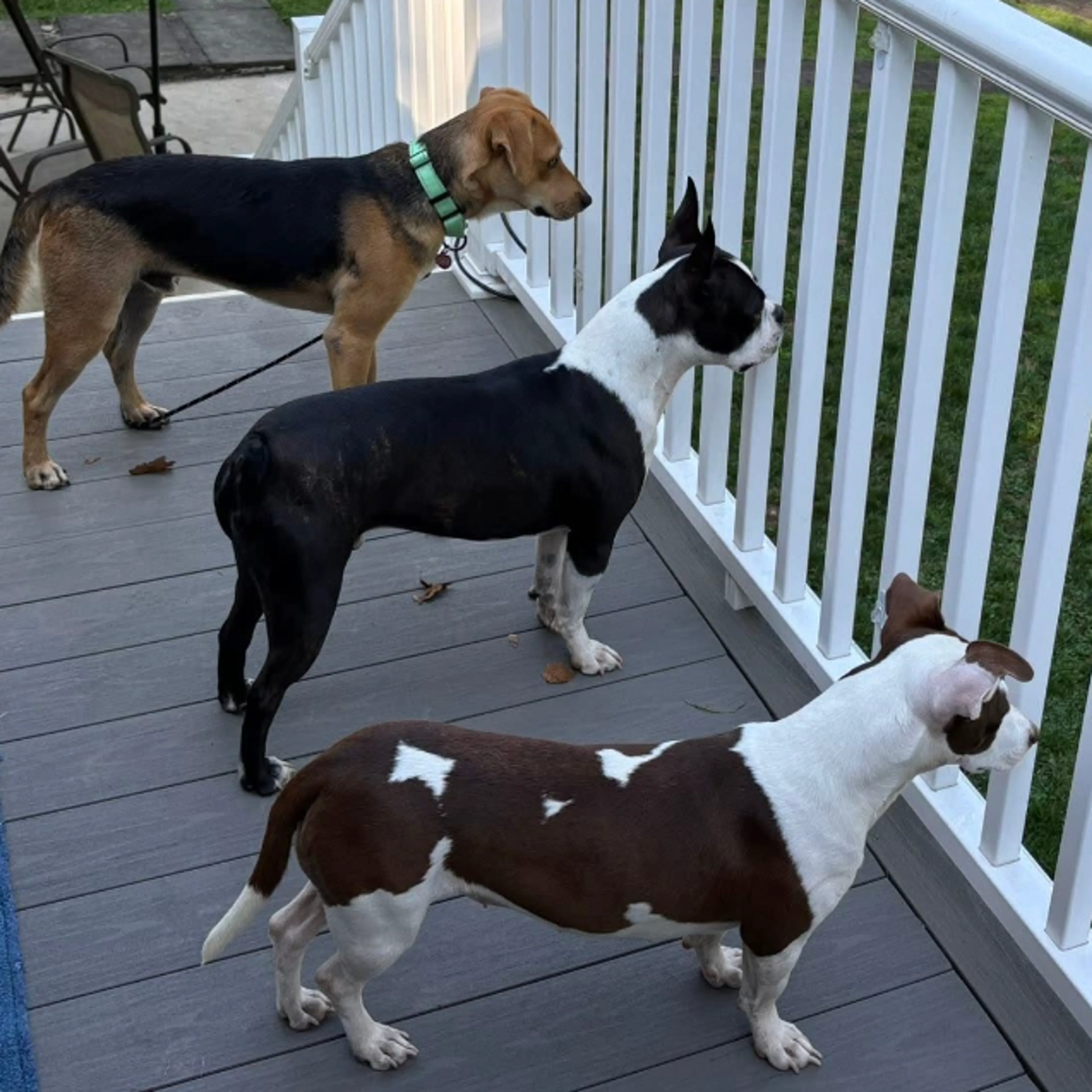 Found pet-6