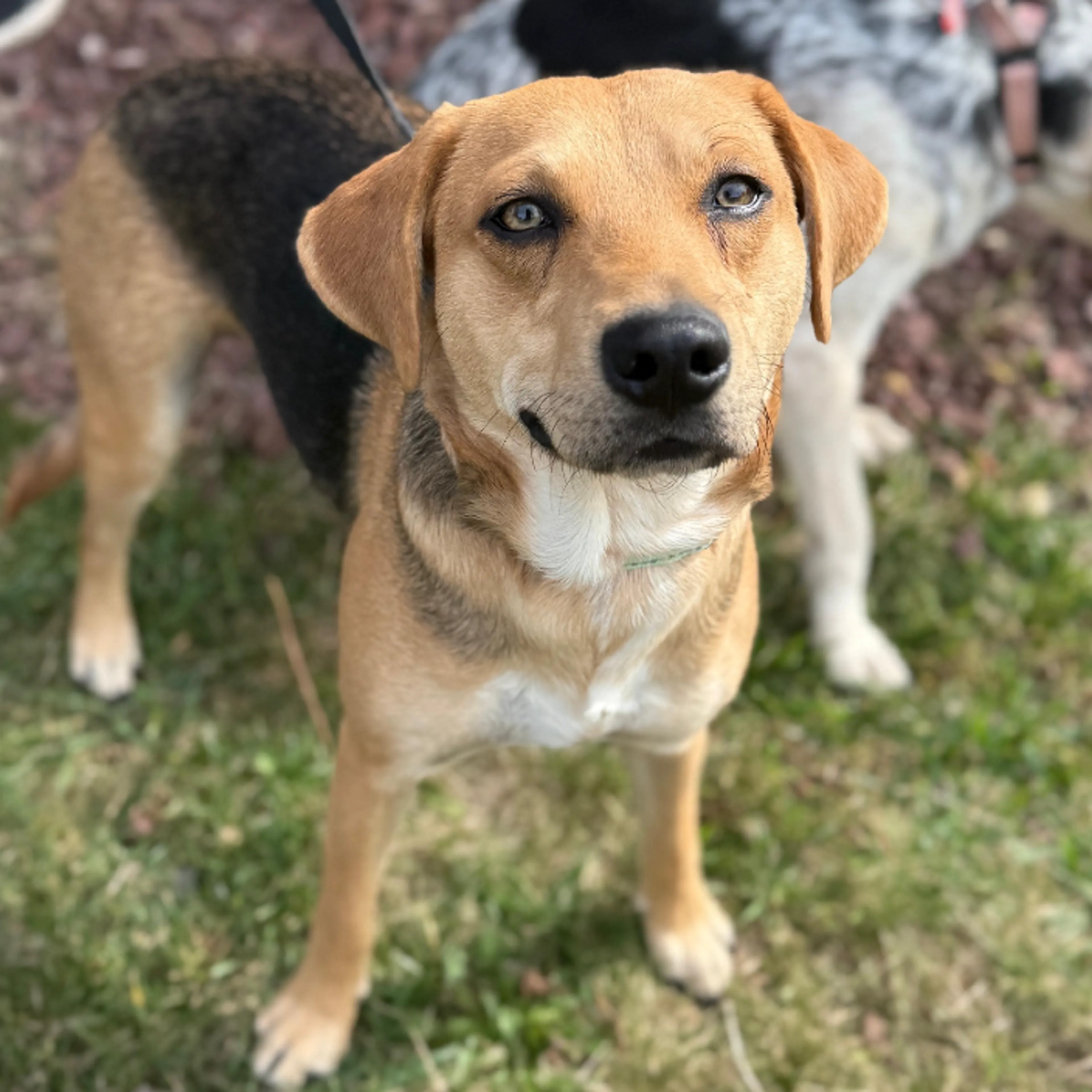 Found pet-8