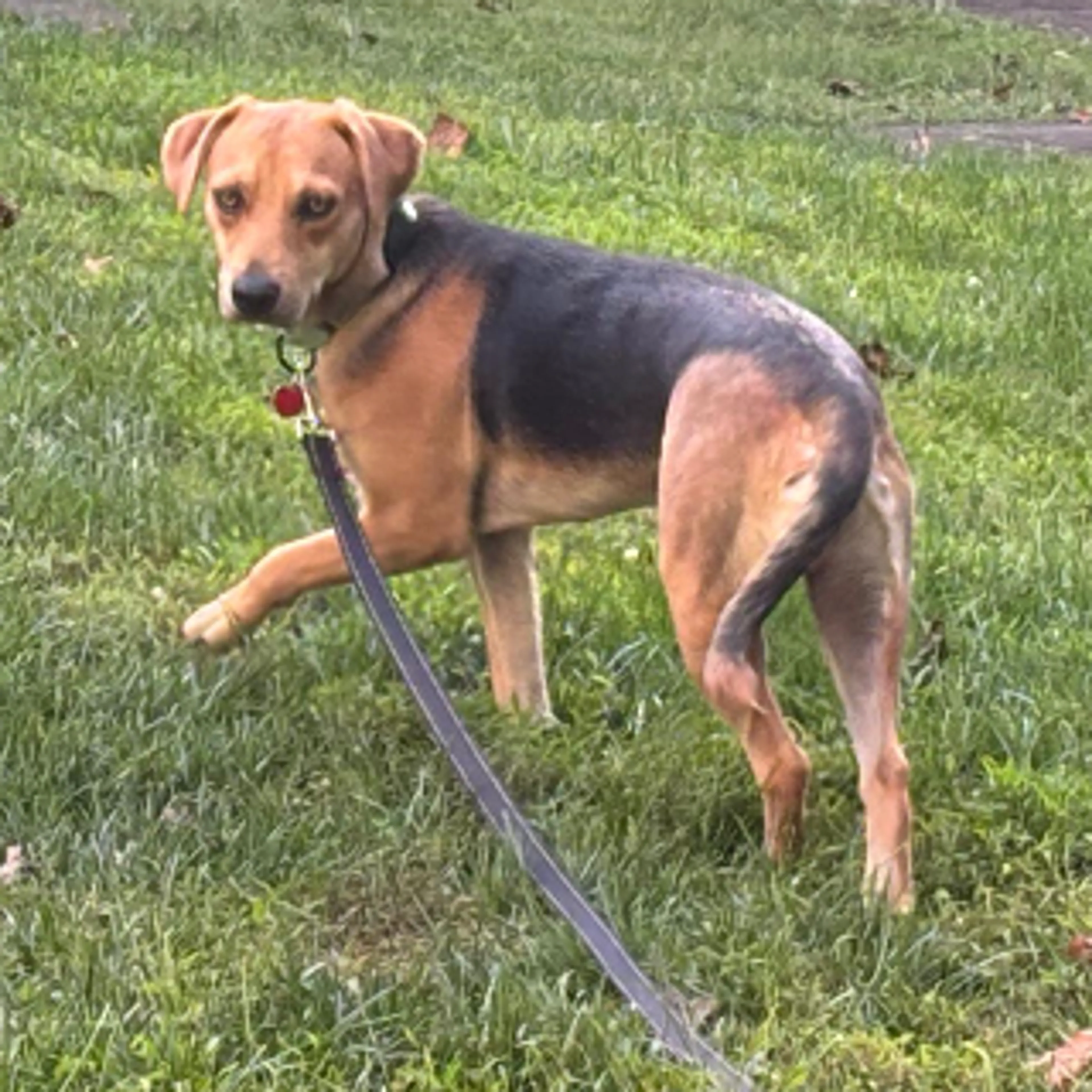 Found pet-4