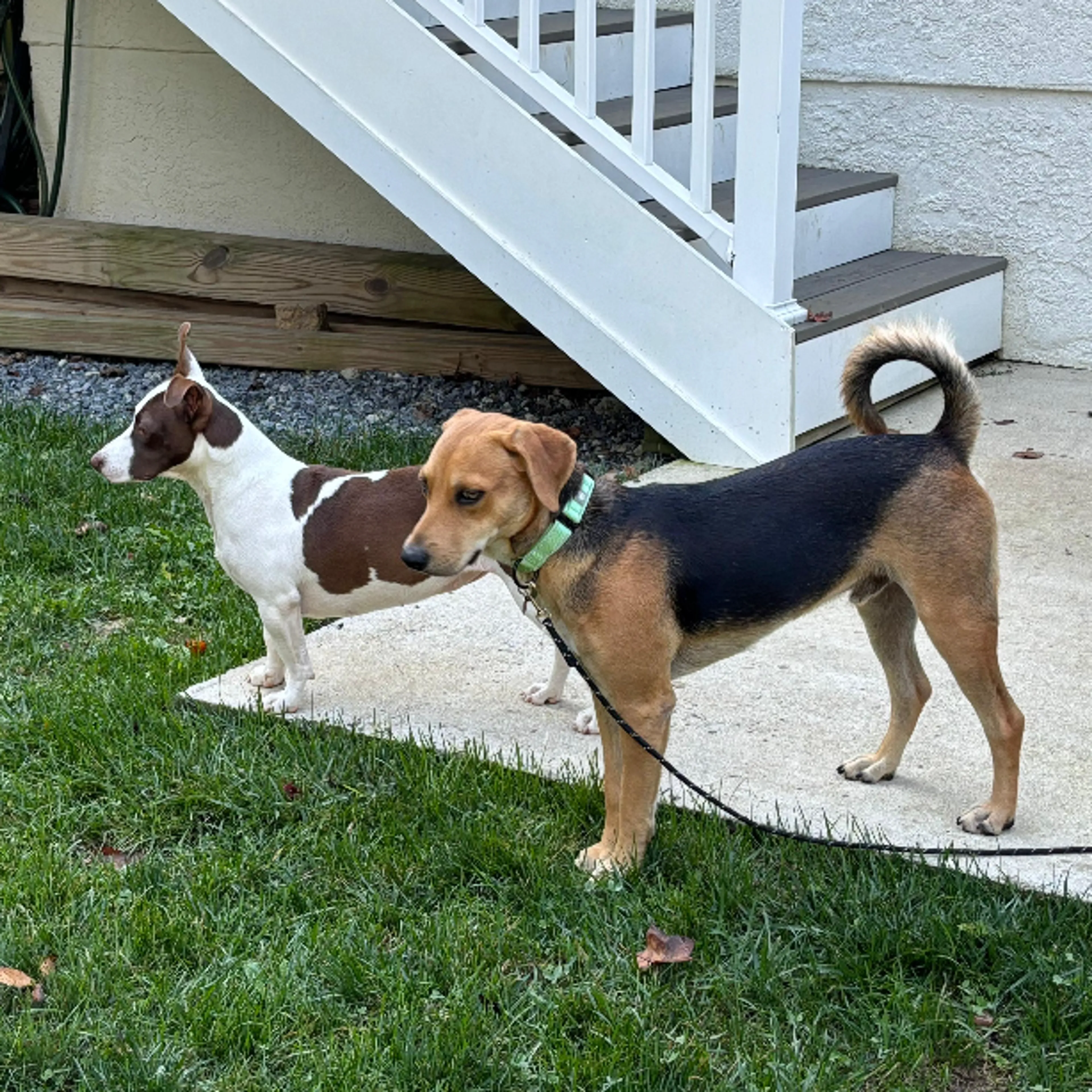 Found pet-5