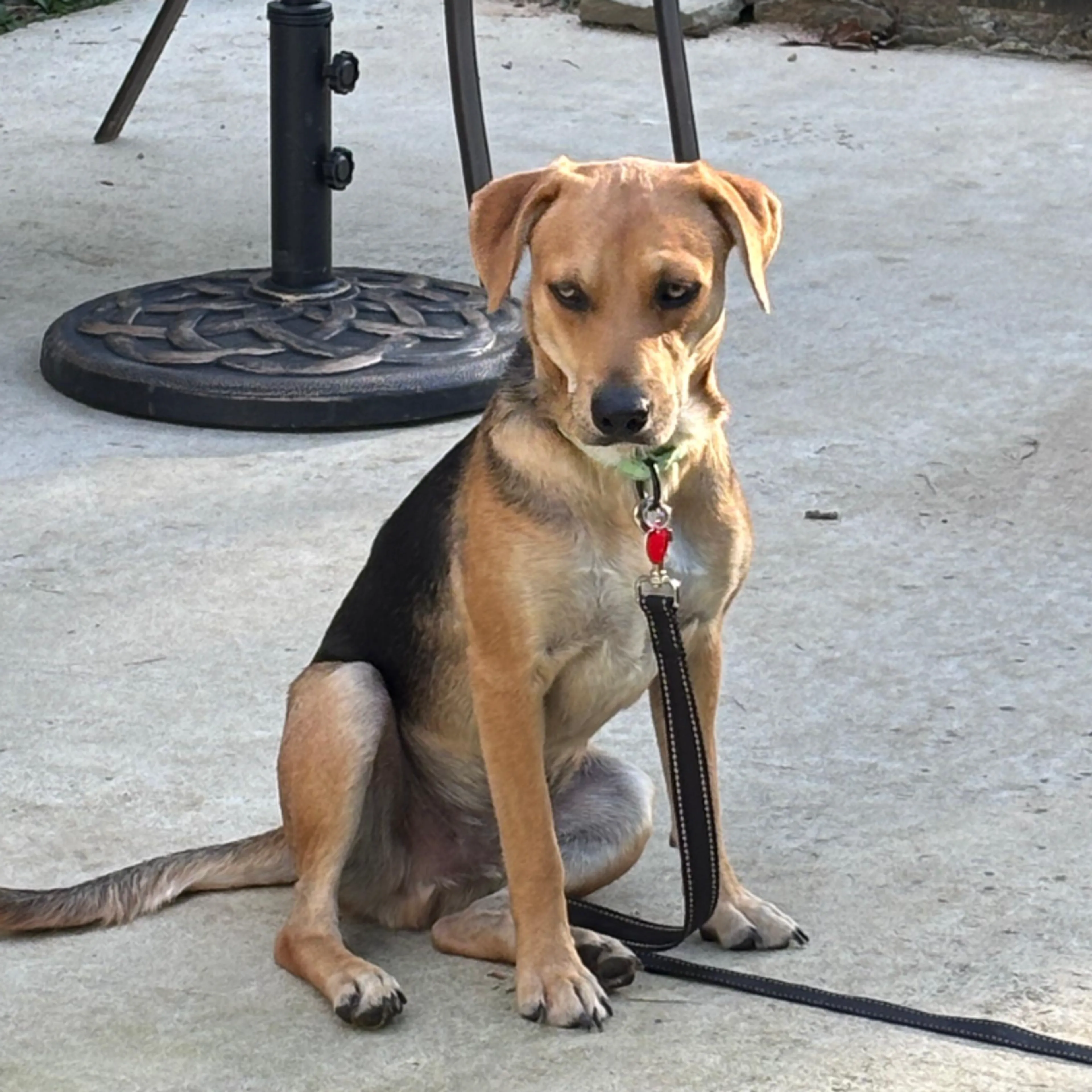 Found pet-3