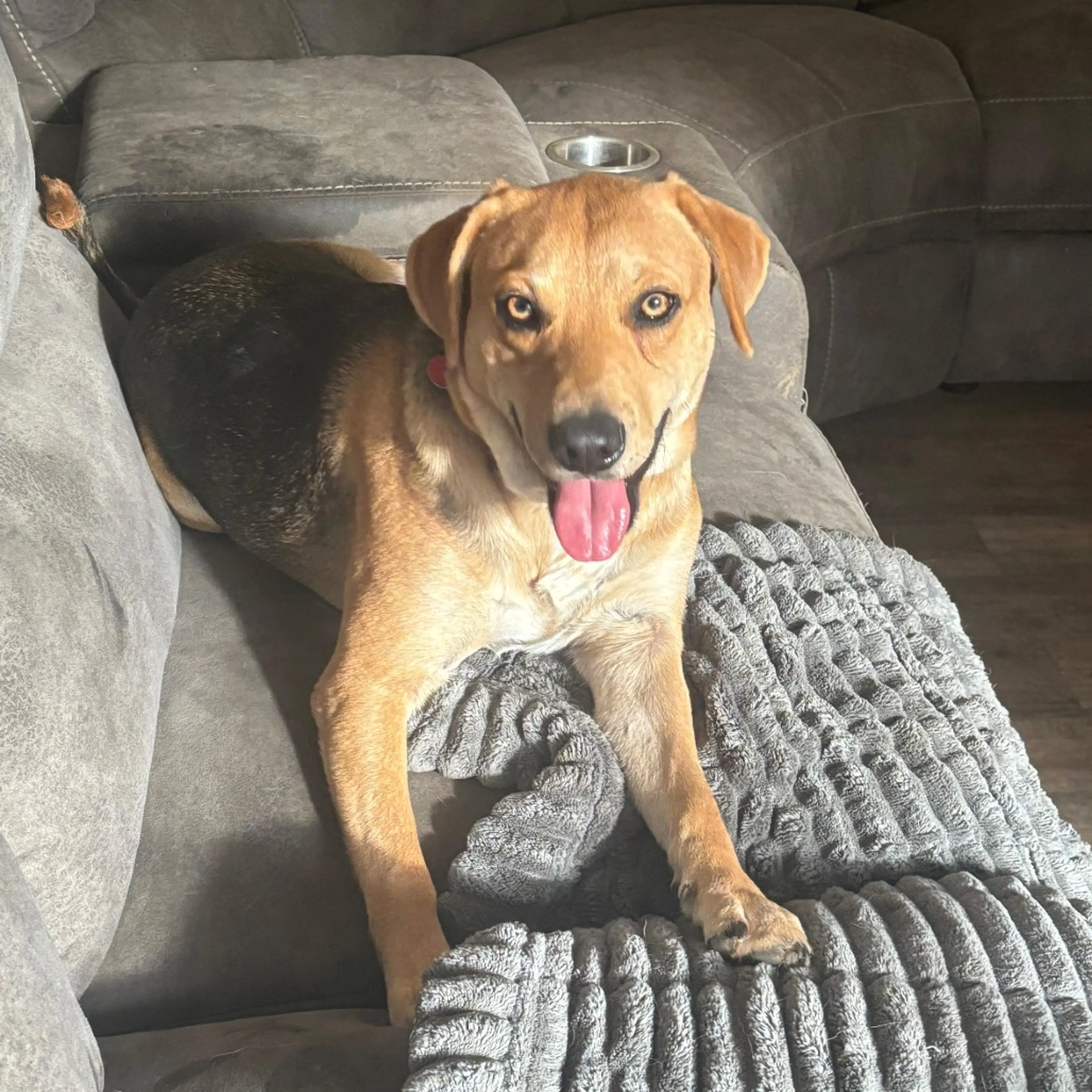 Found pet-11