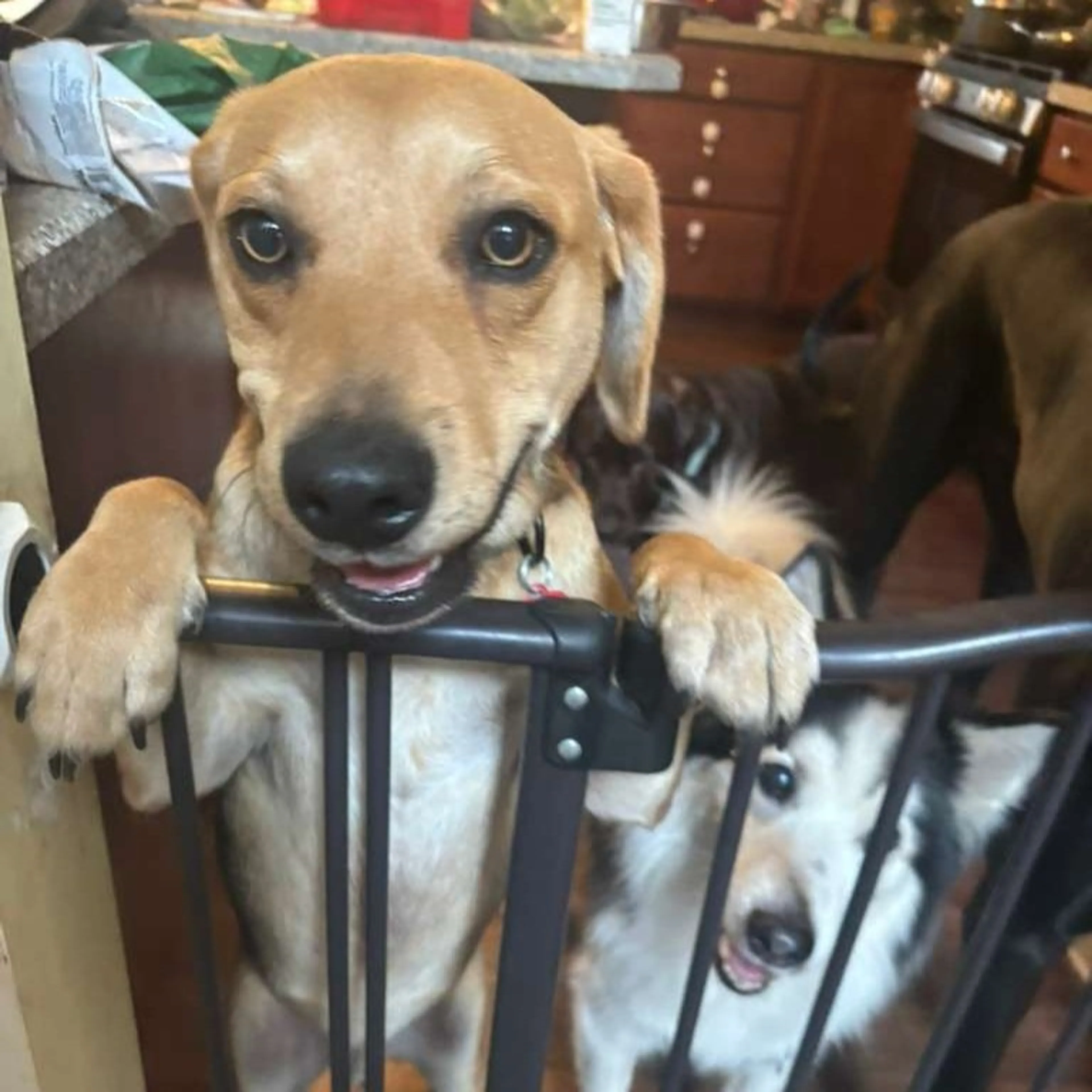 Found pet-12