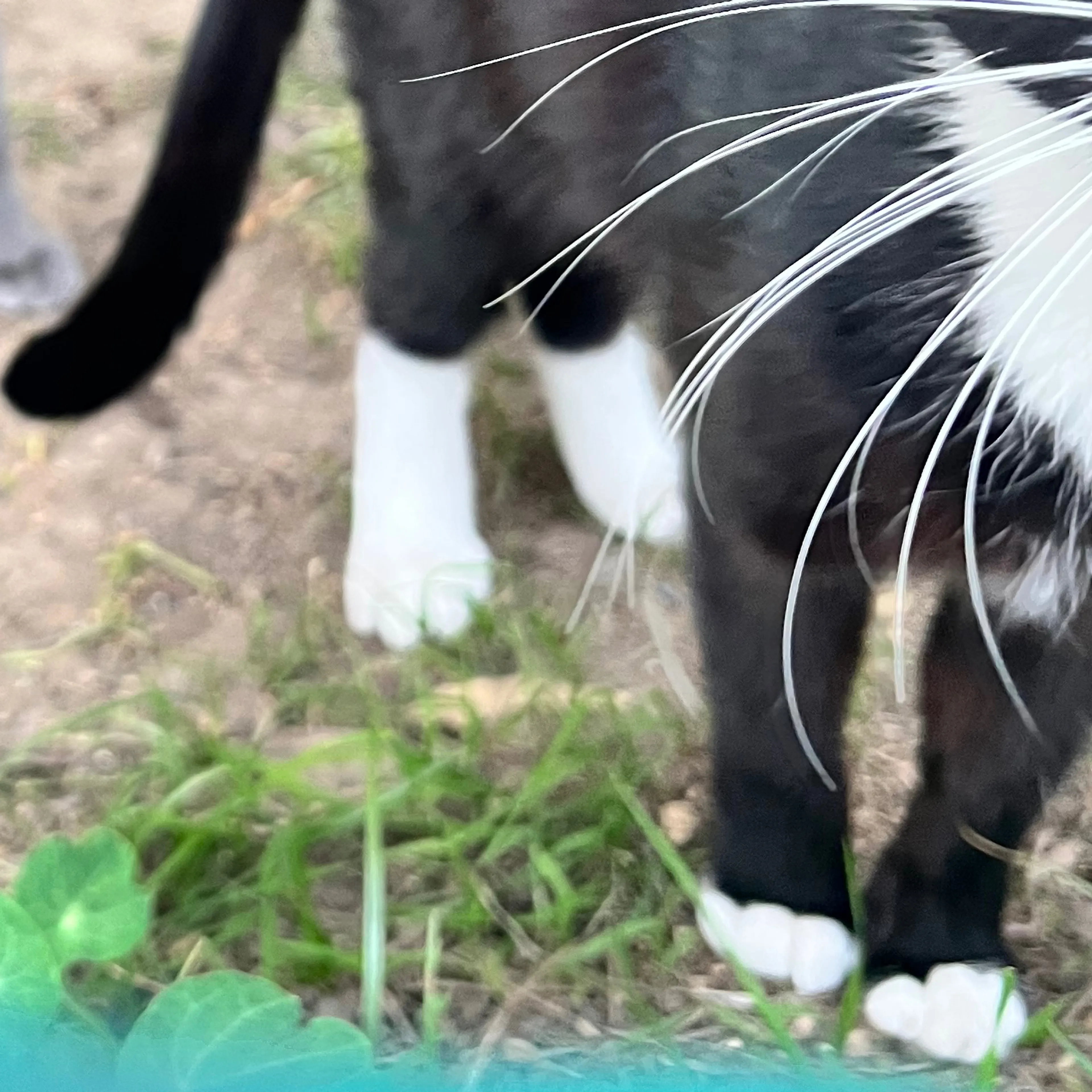 Lost pet-1
