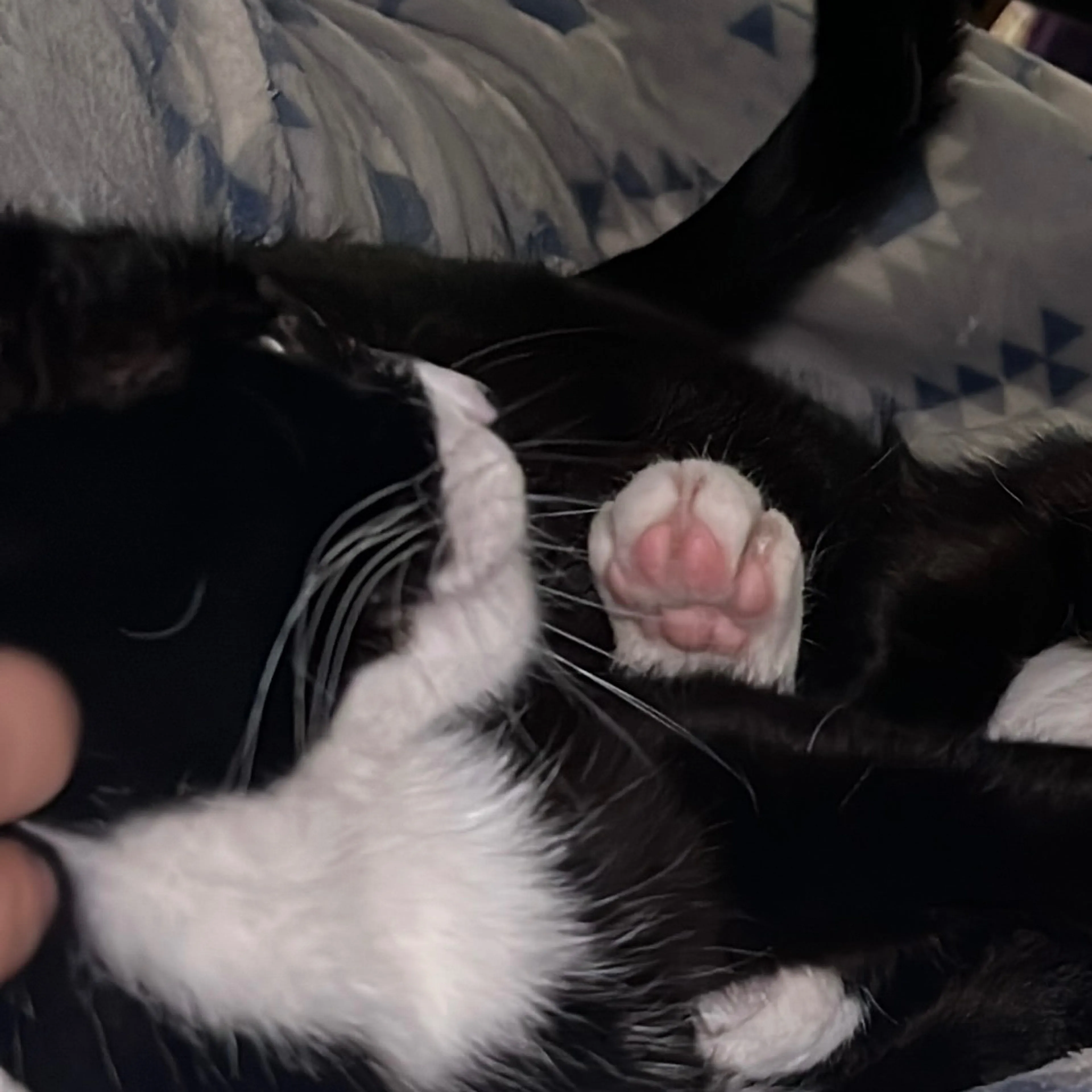 Lost pet-3
