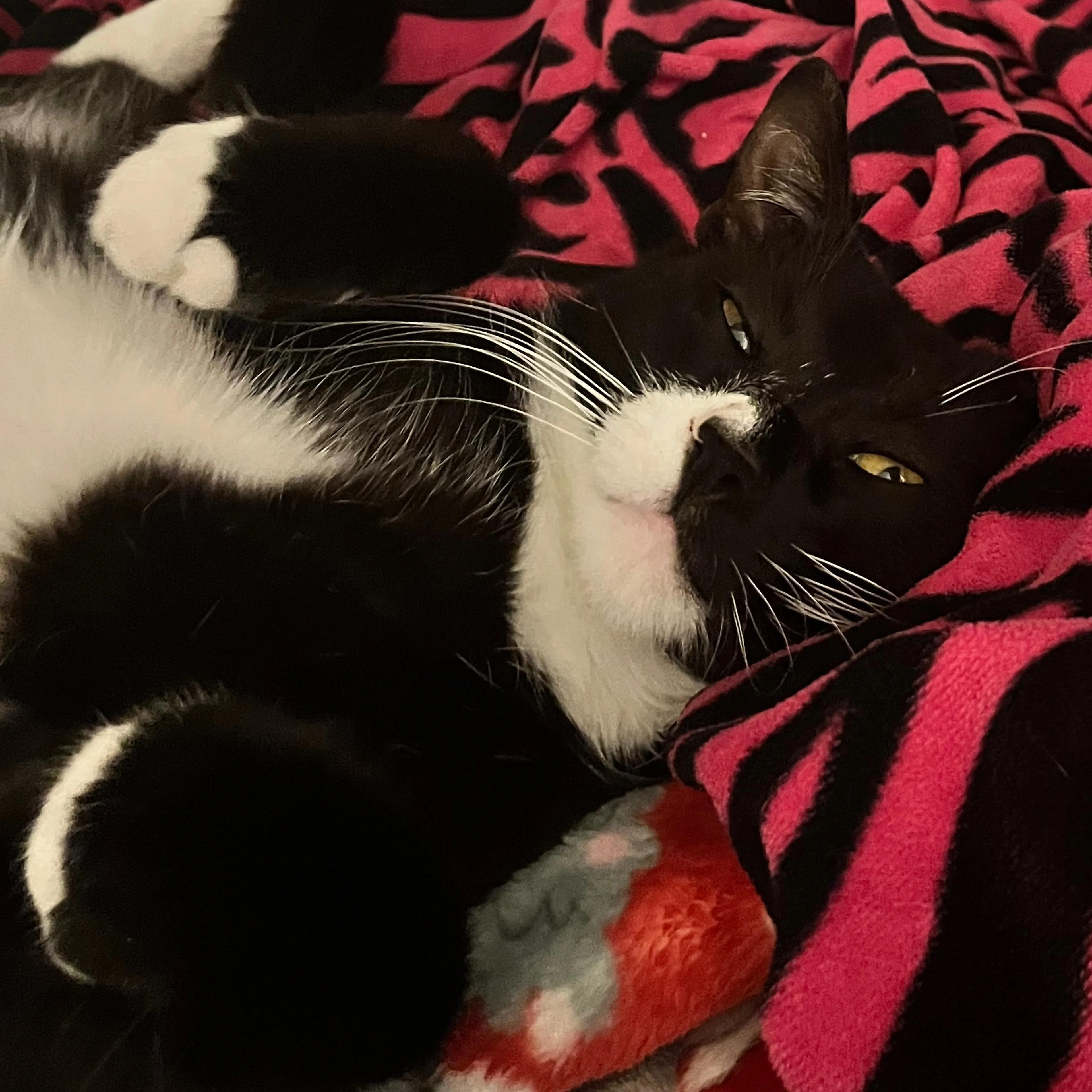 Lost pet-2