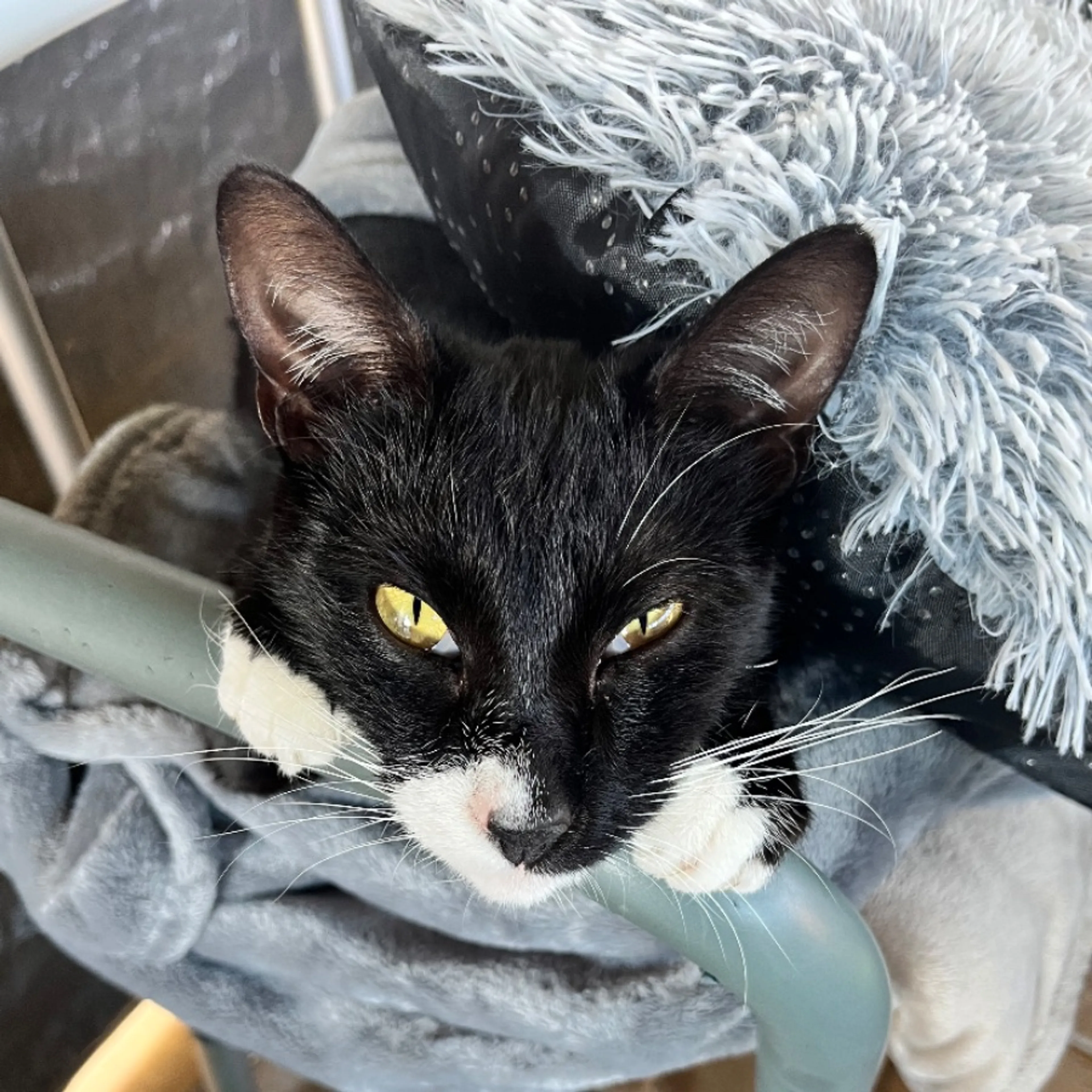Lost pet-0