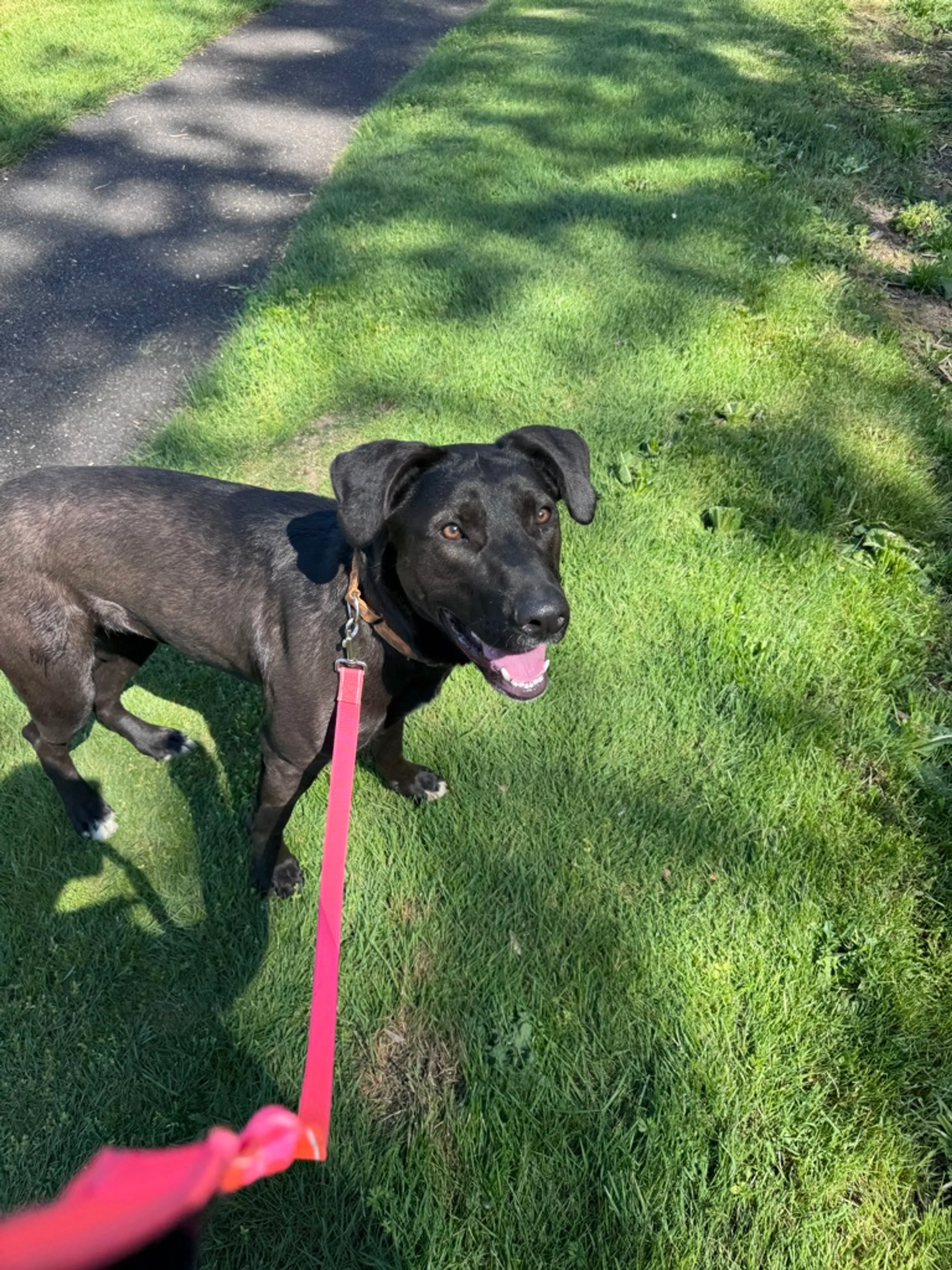 Found pet-1