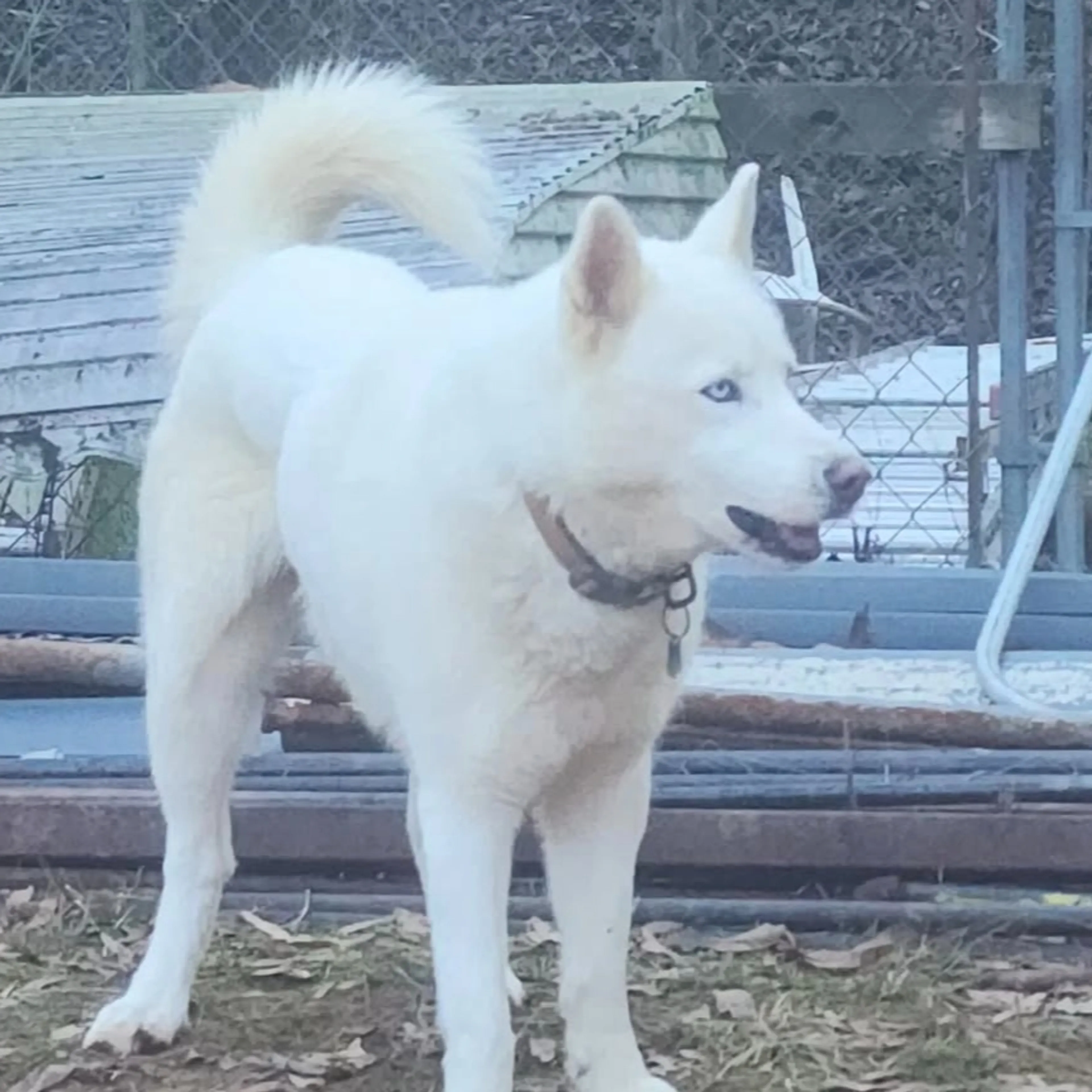 Lost pet-0