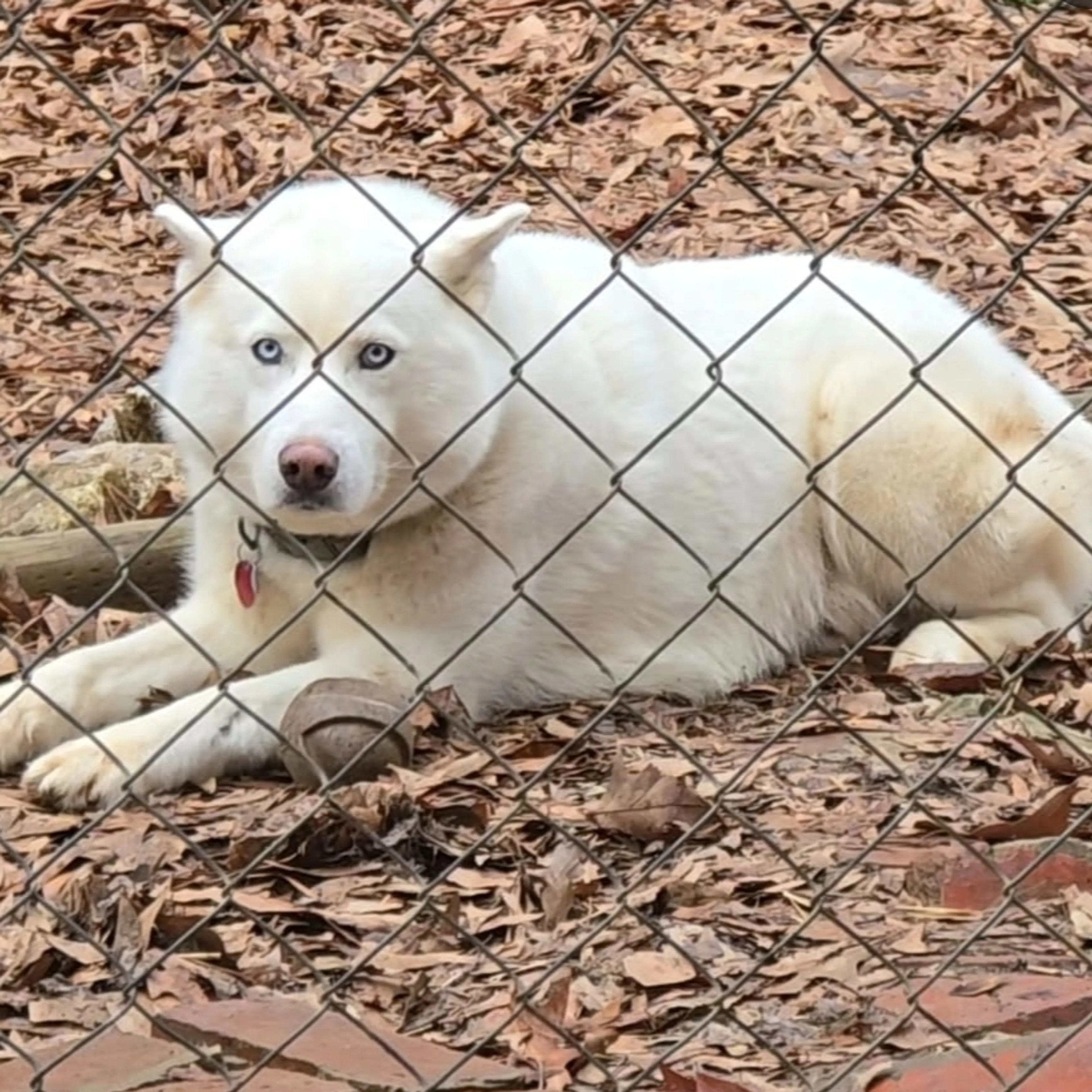 Lost pet-1