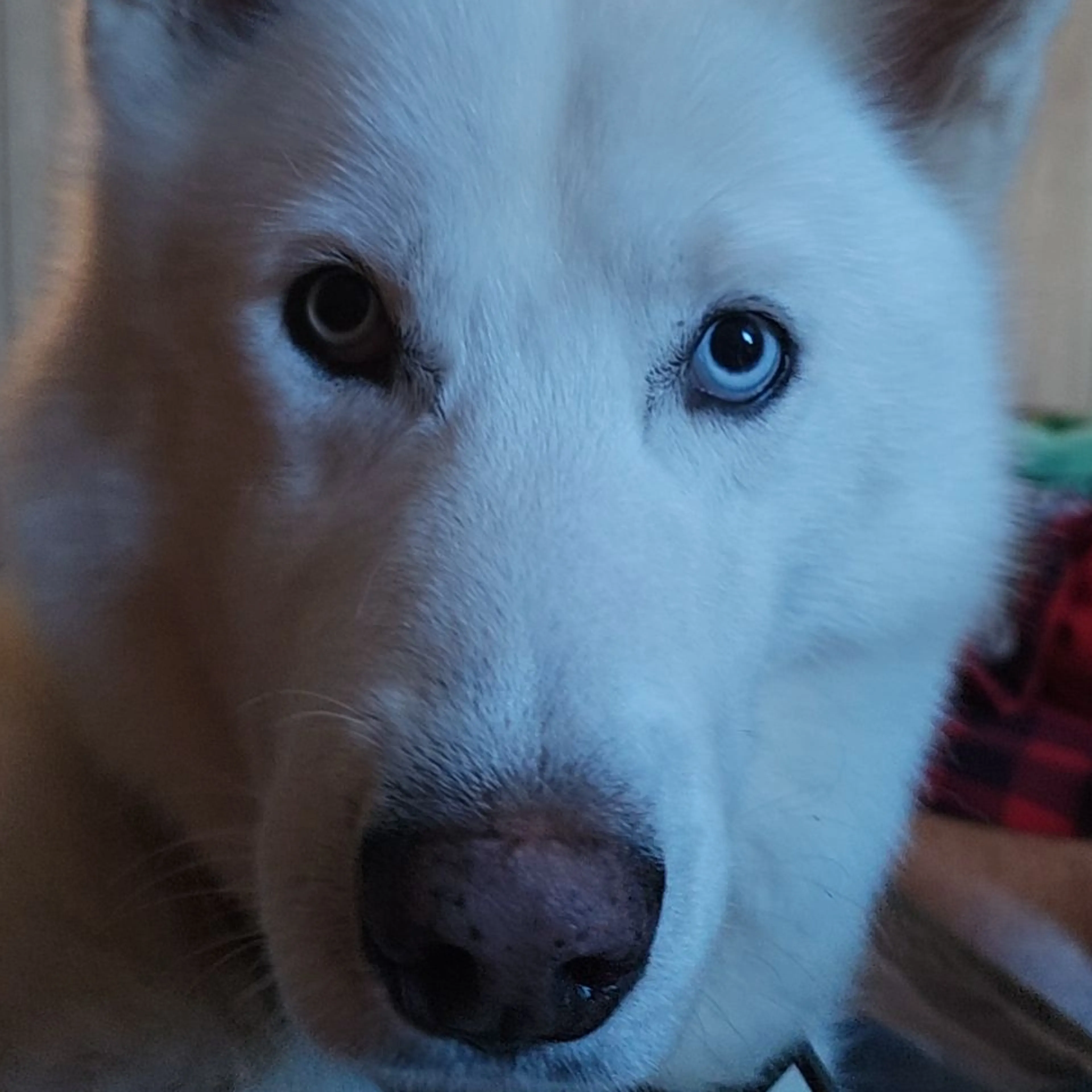 Lost pet-2