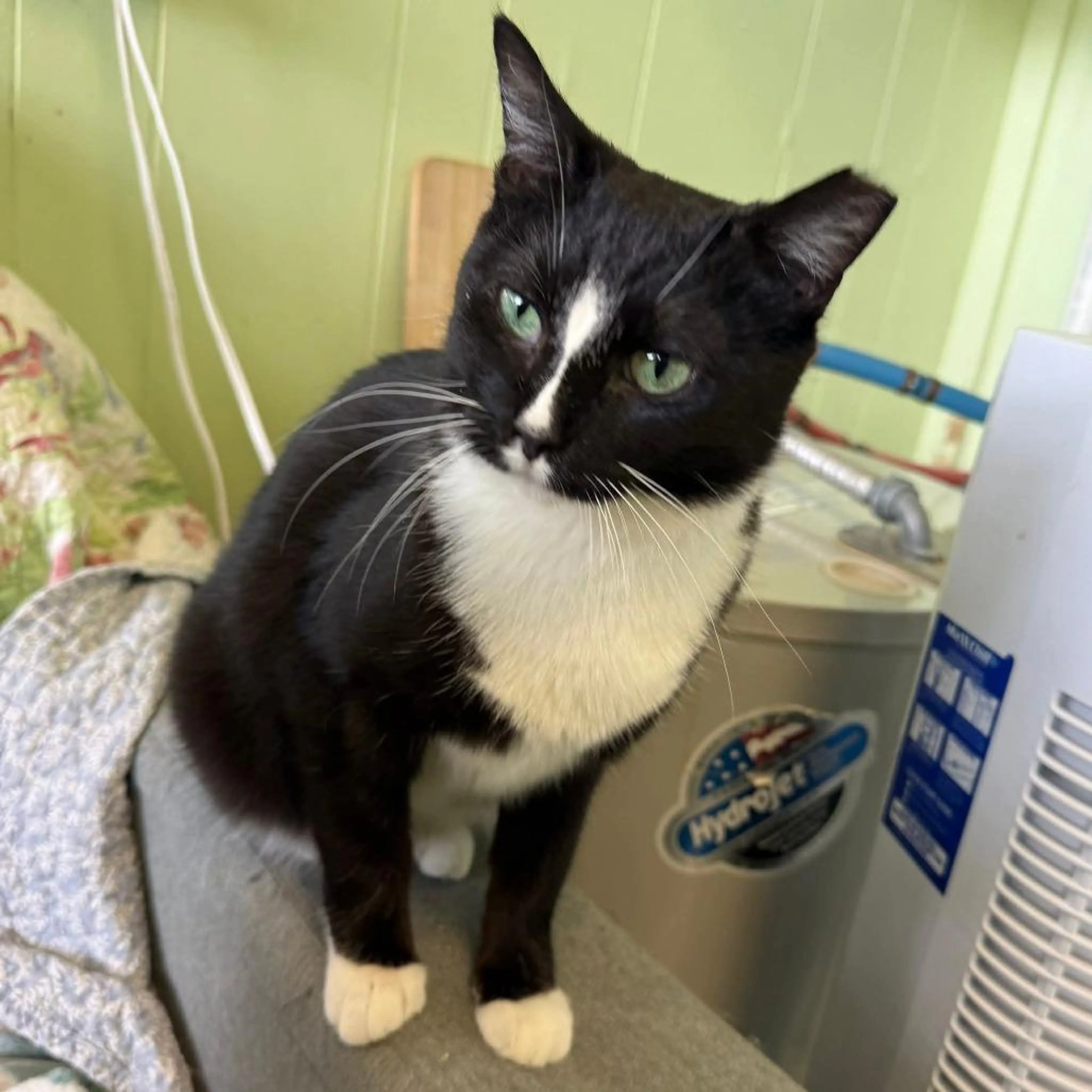 Found pet-1