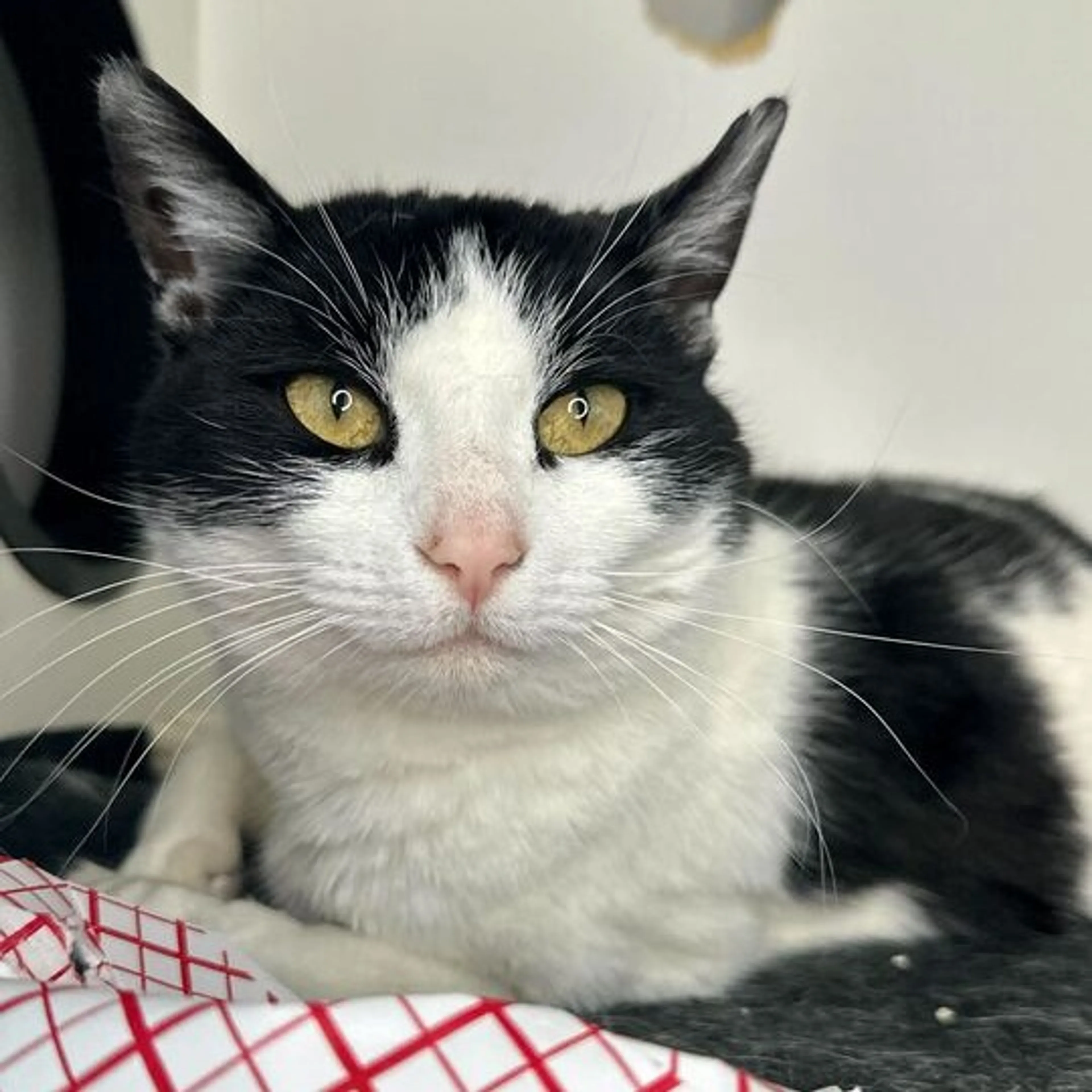 Found pet-2