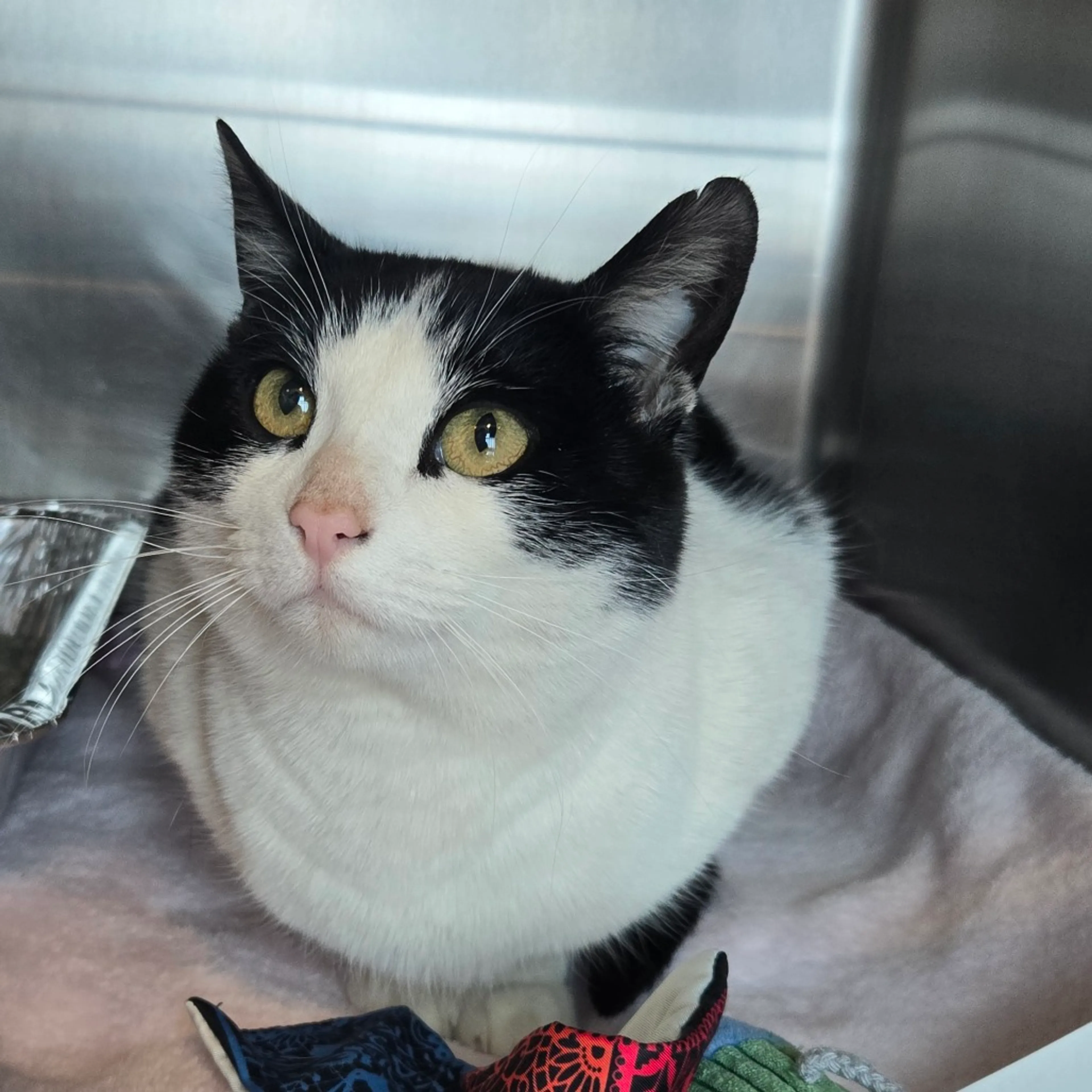 Found pet-3