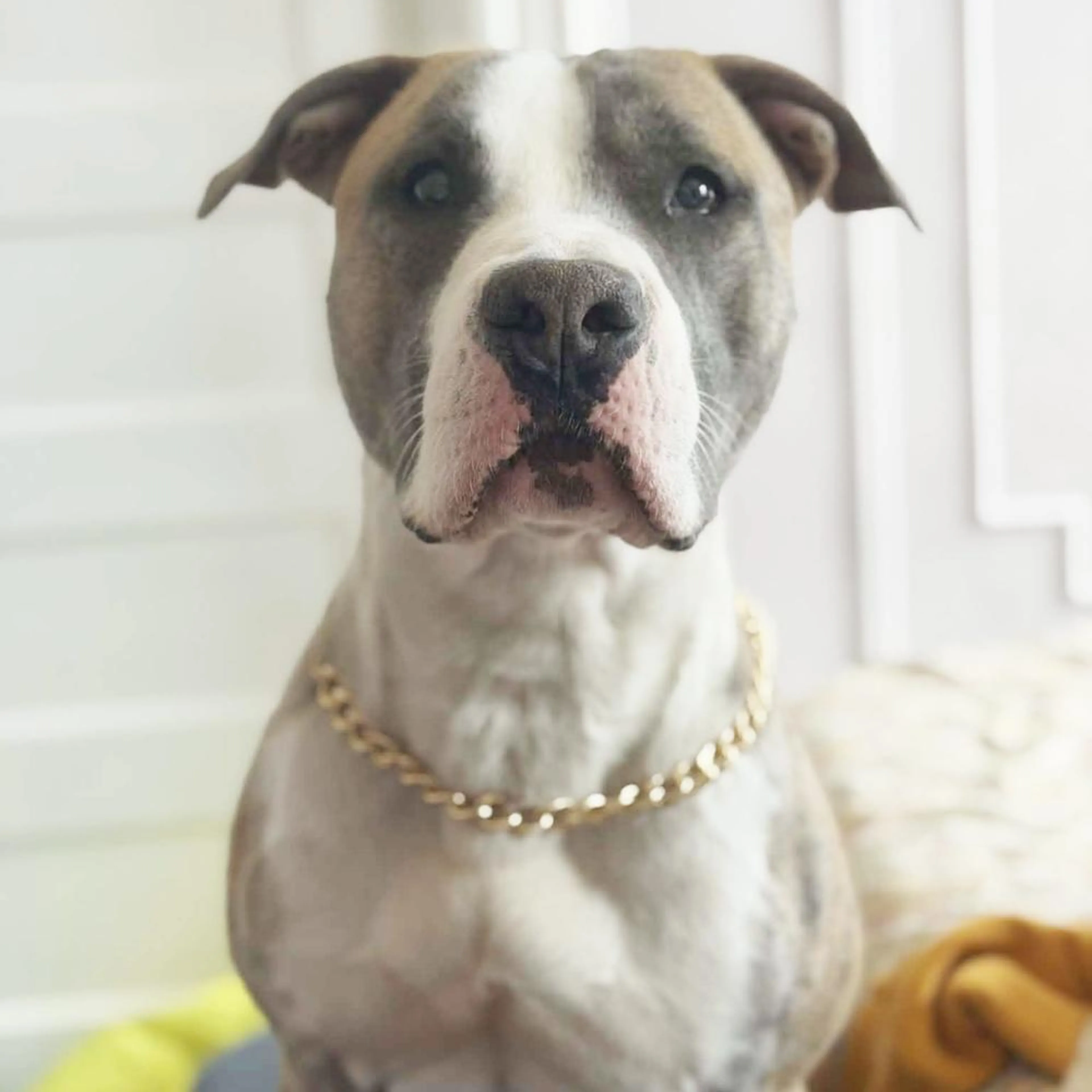 Found pet-4