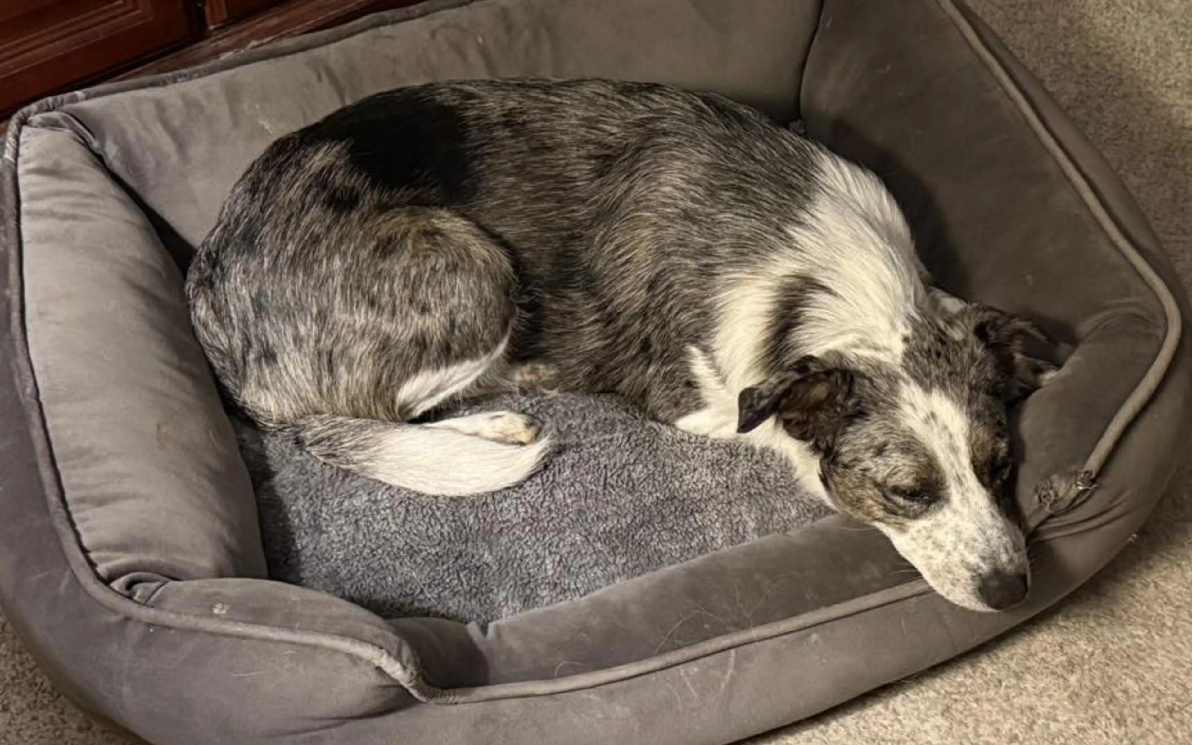 Found pet-2