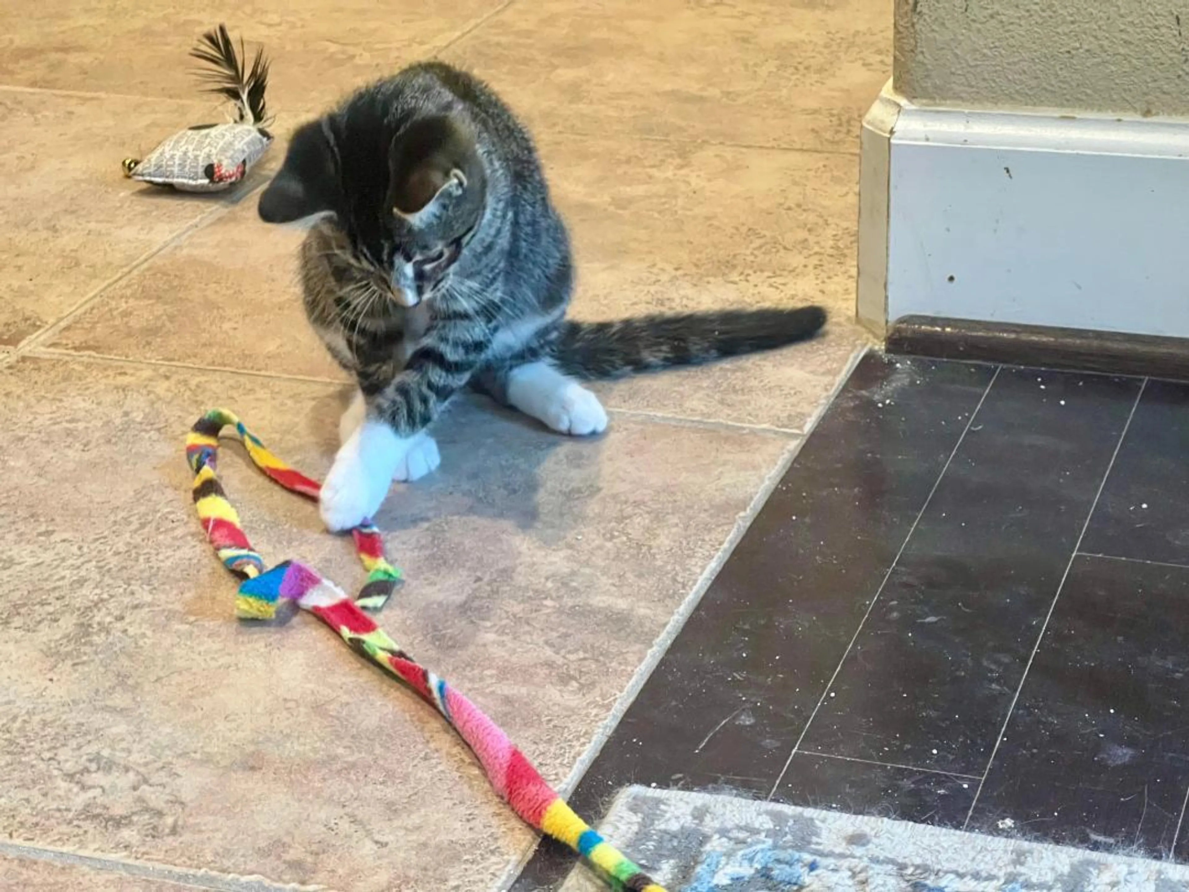 Found pet-3