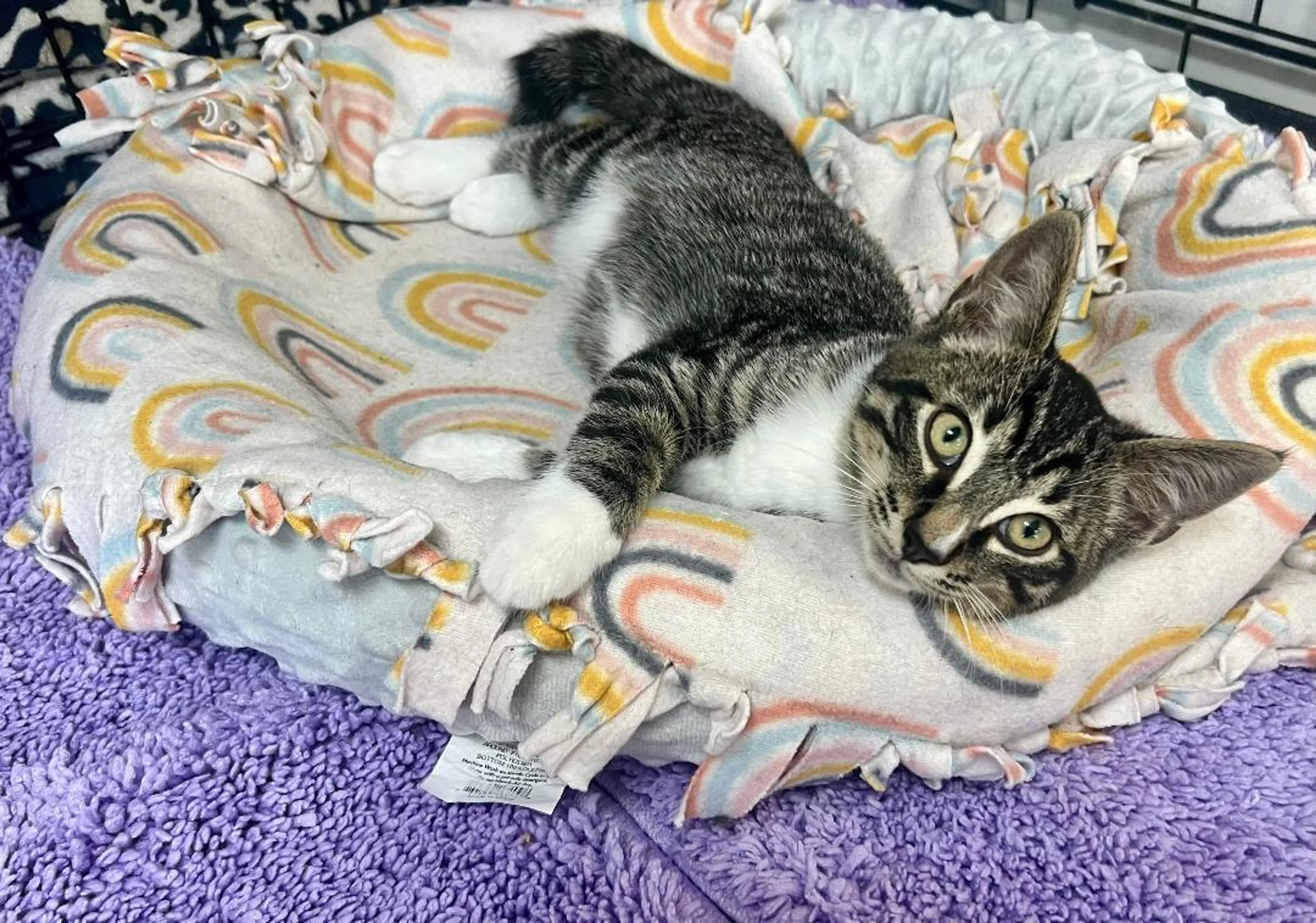 Found pet-1