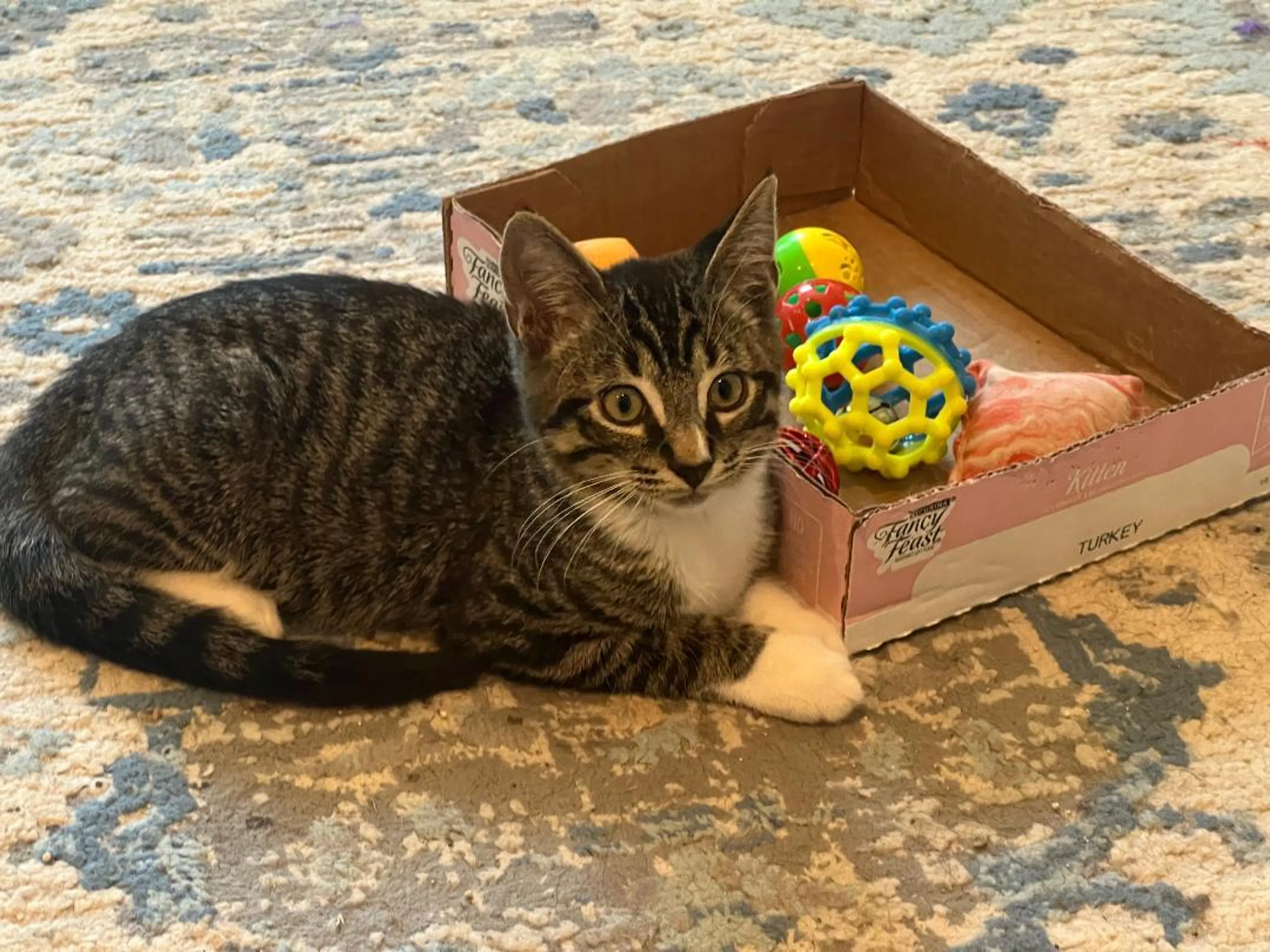 Found pet-0