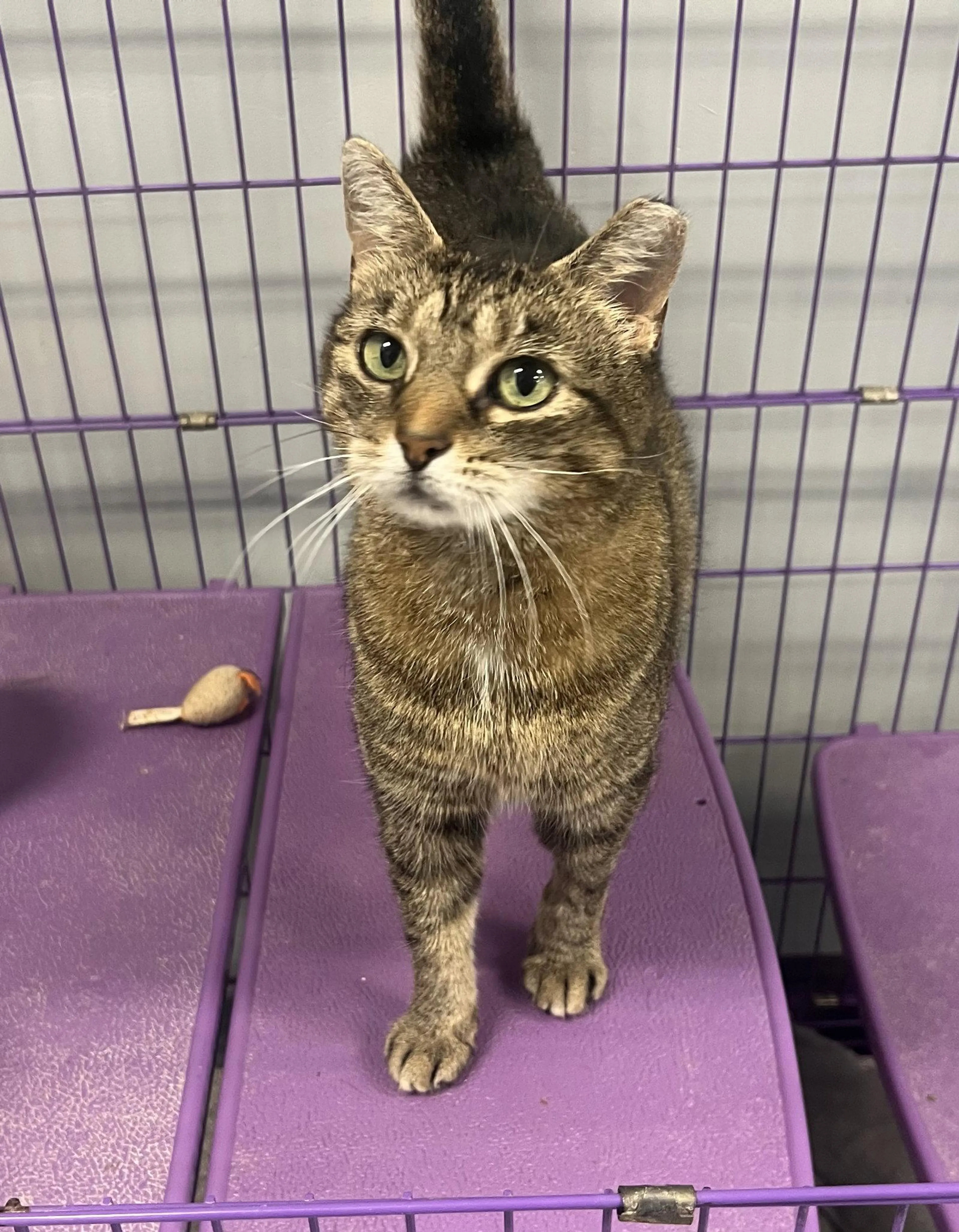 Found pet-1