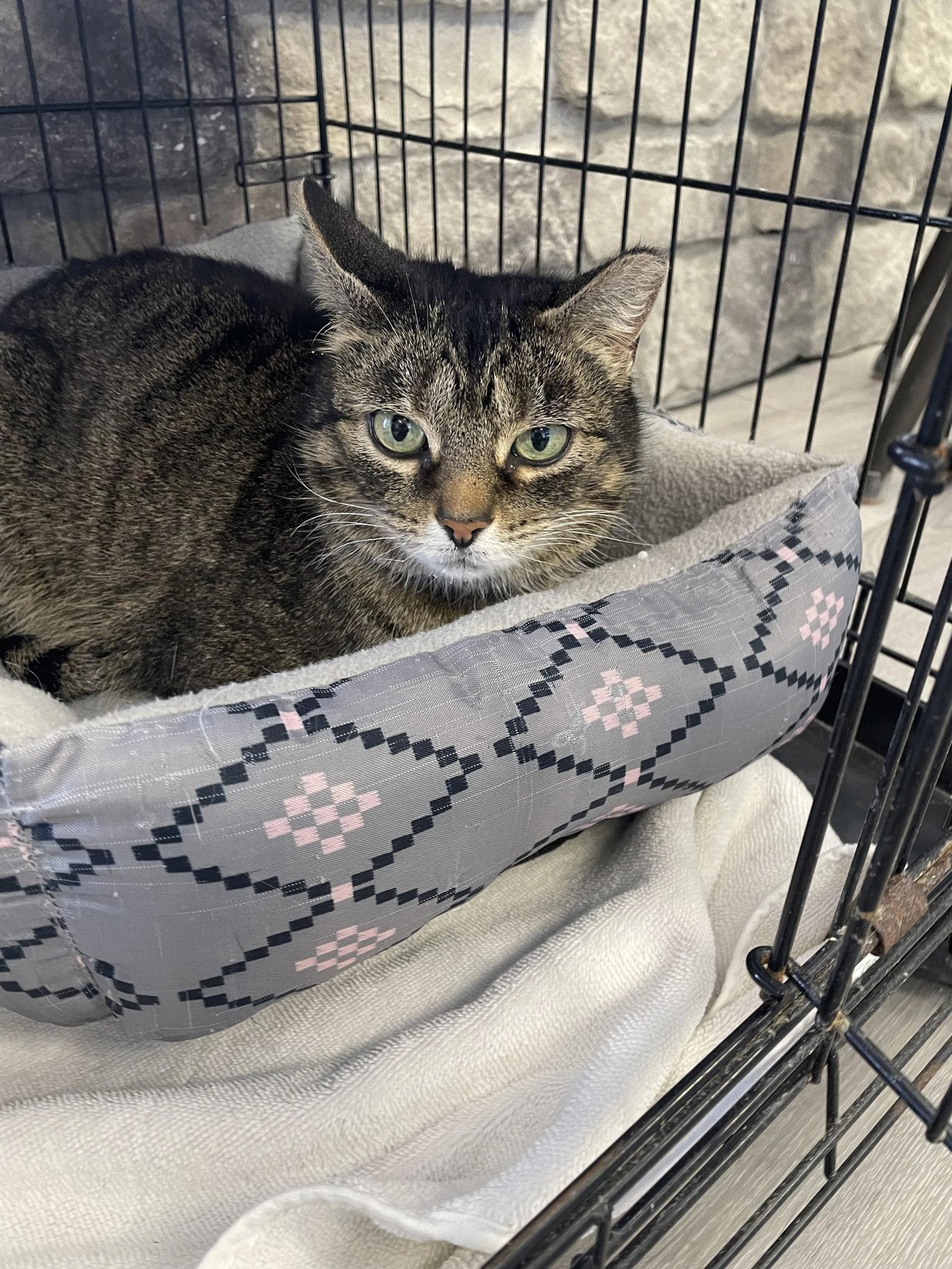 Found pet-2