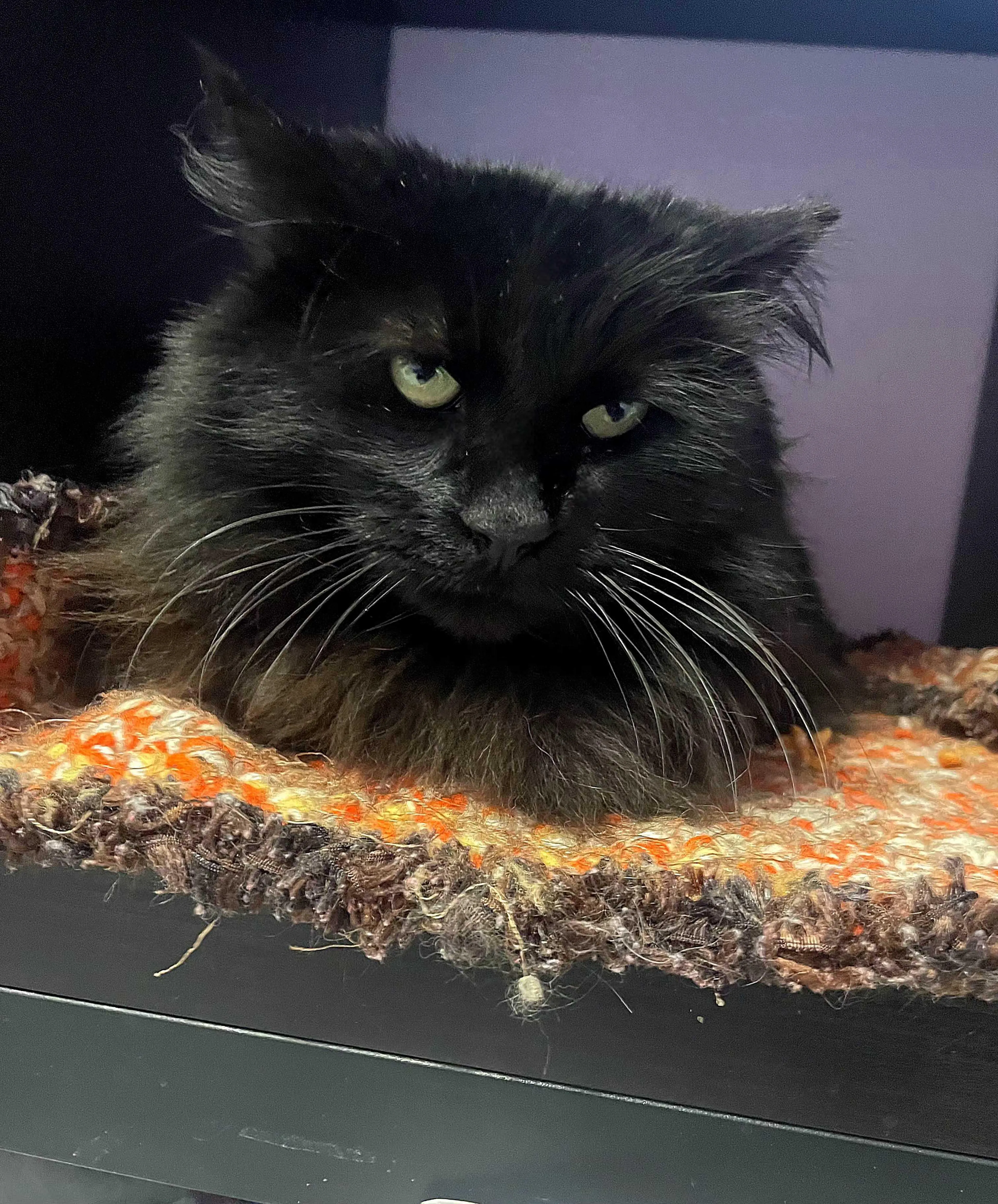 Found pet-1