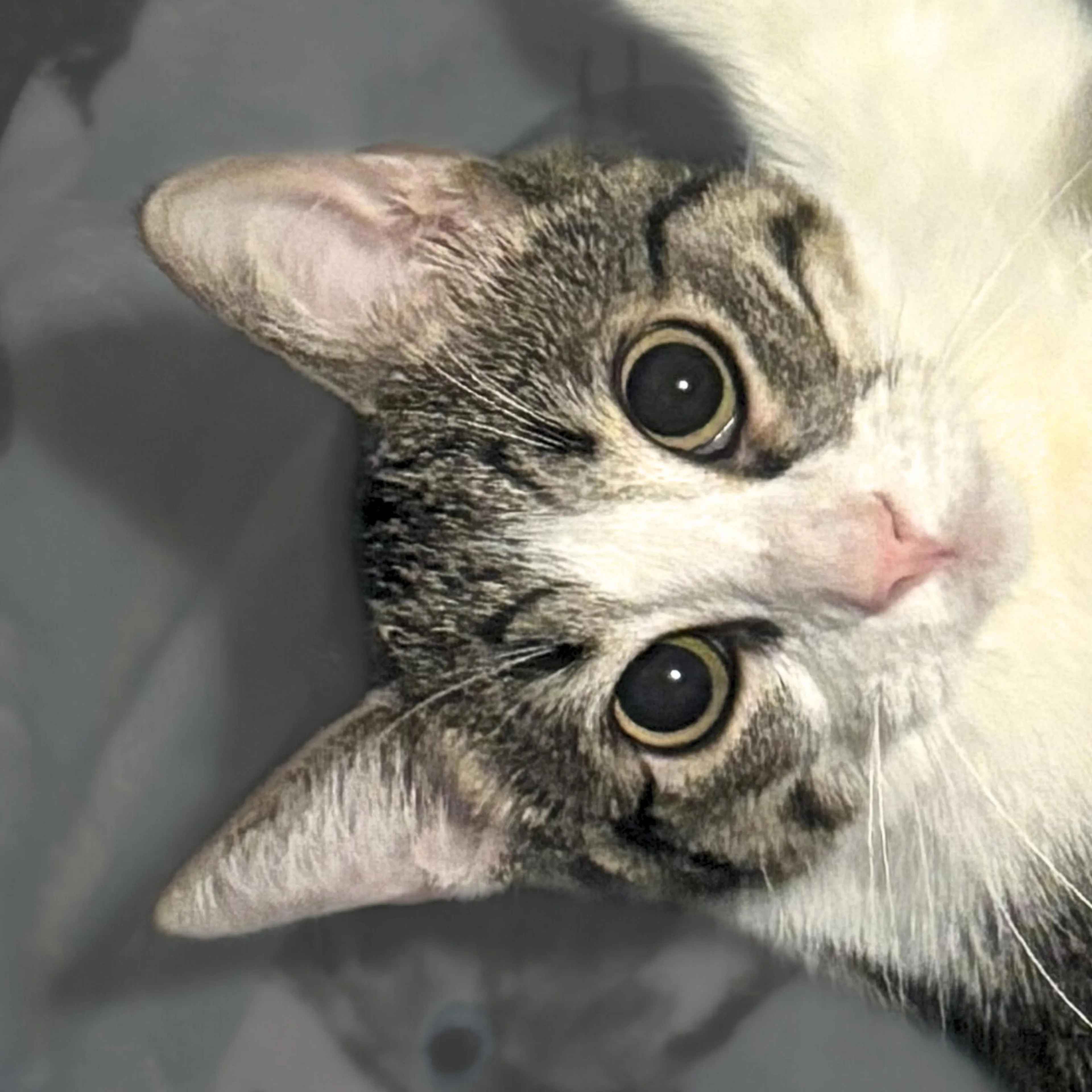 Found pet-1