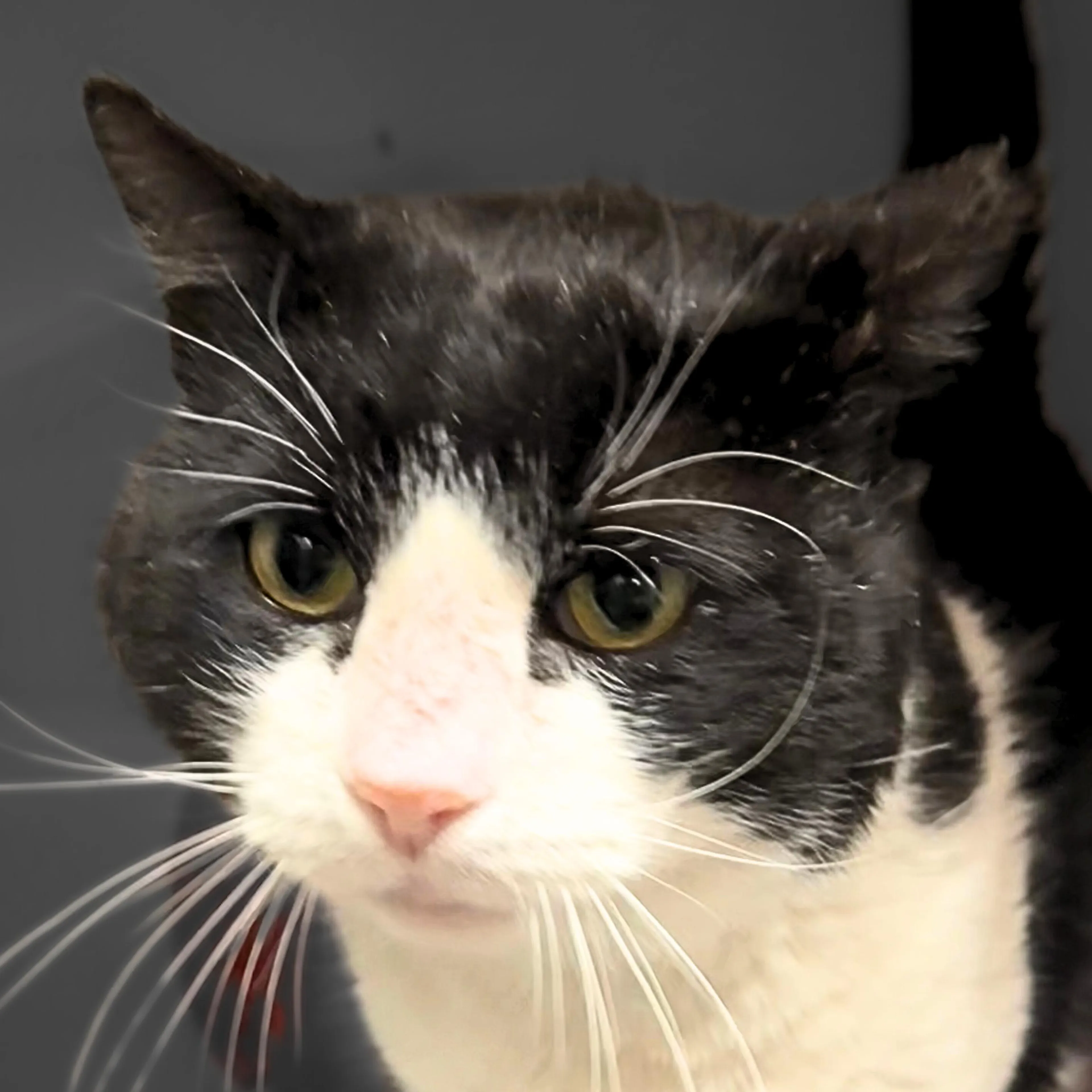 Found pet-2