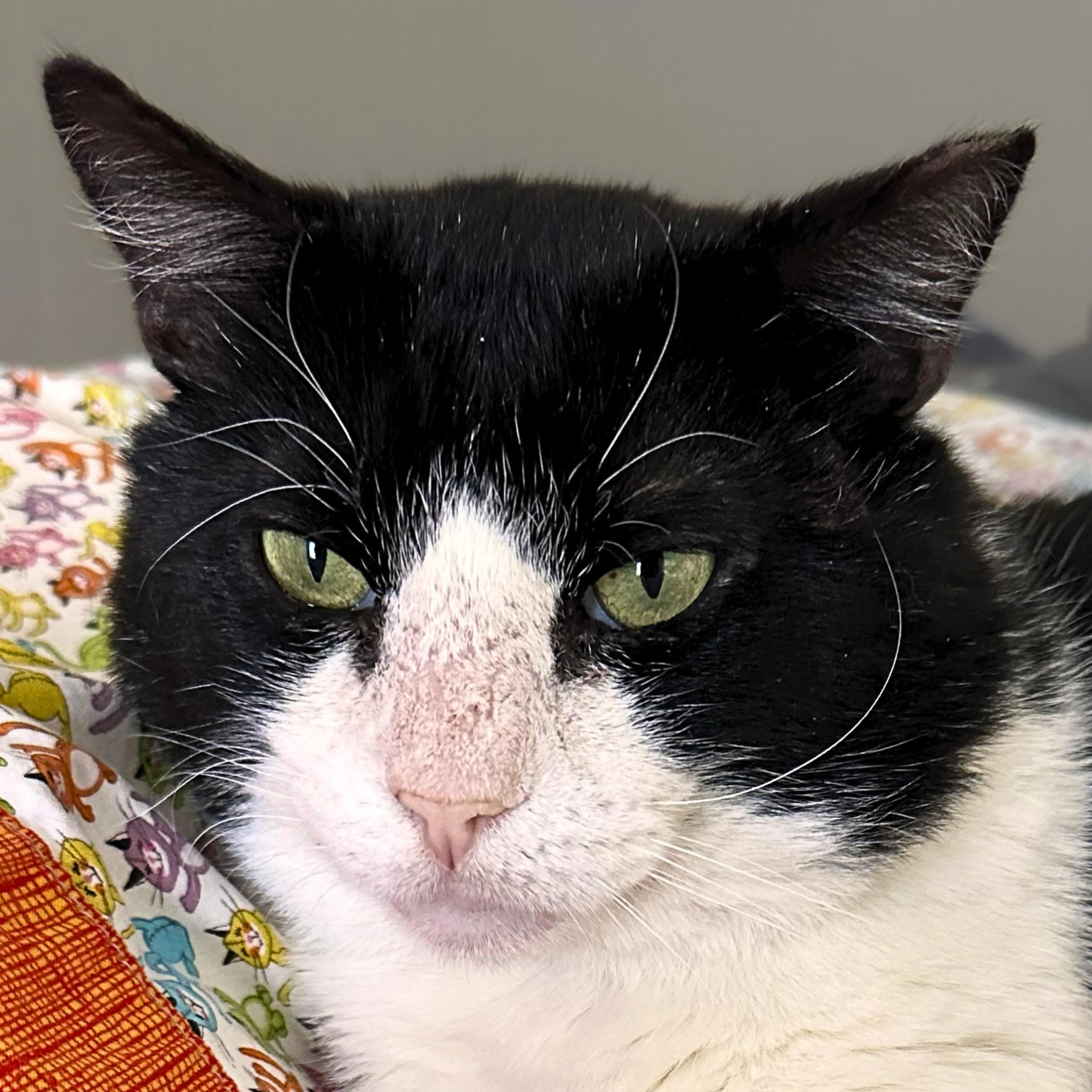 Found pet-1
