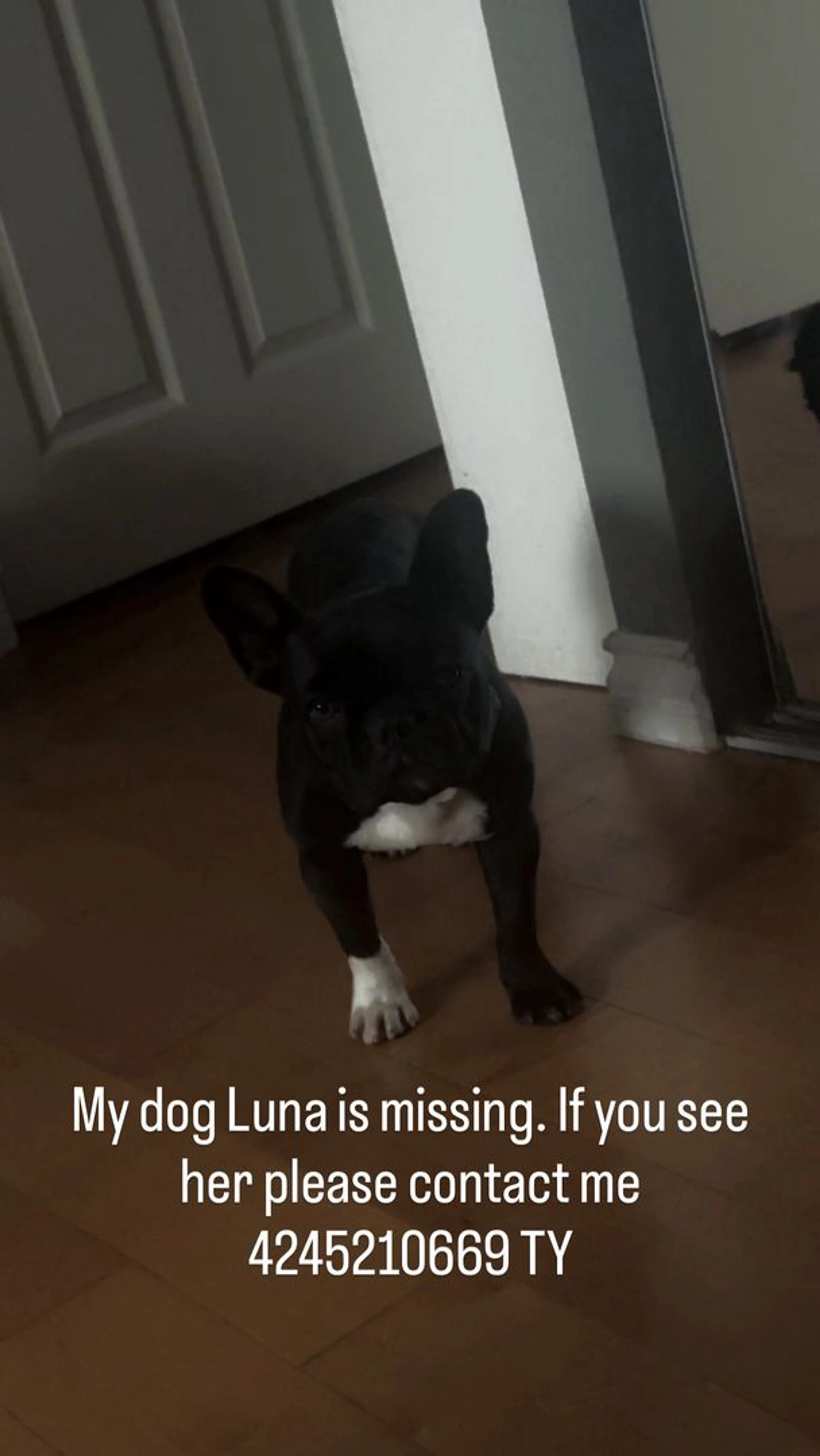 Lost pet