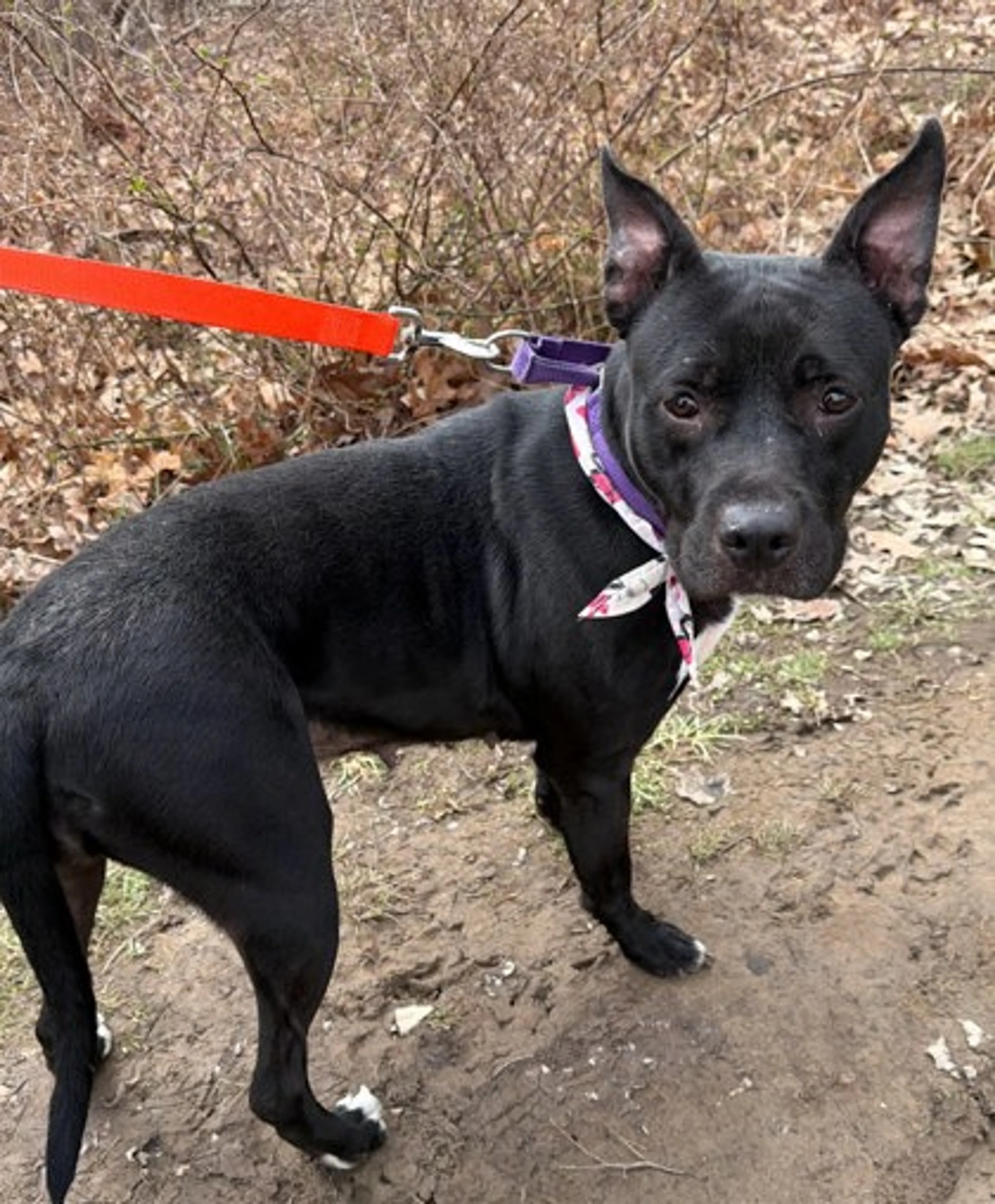 Found pet