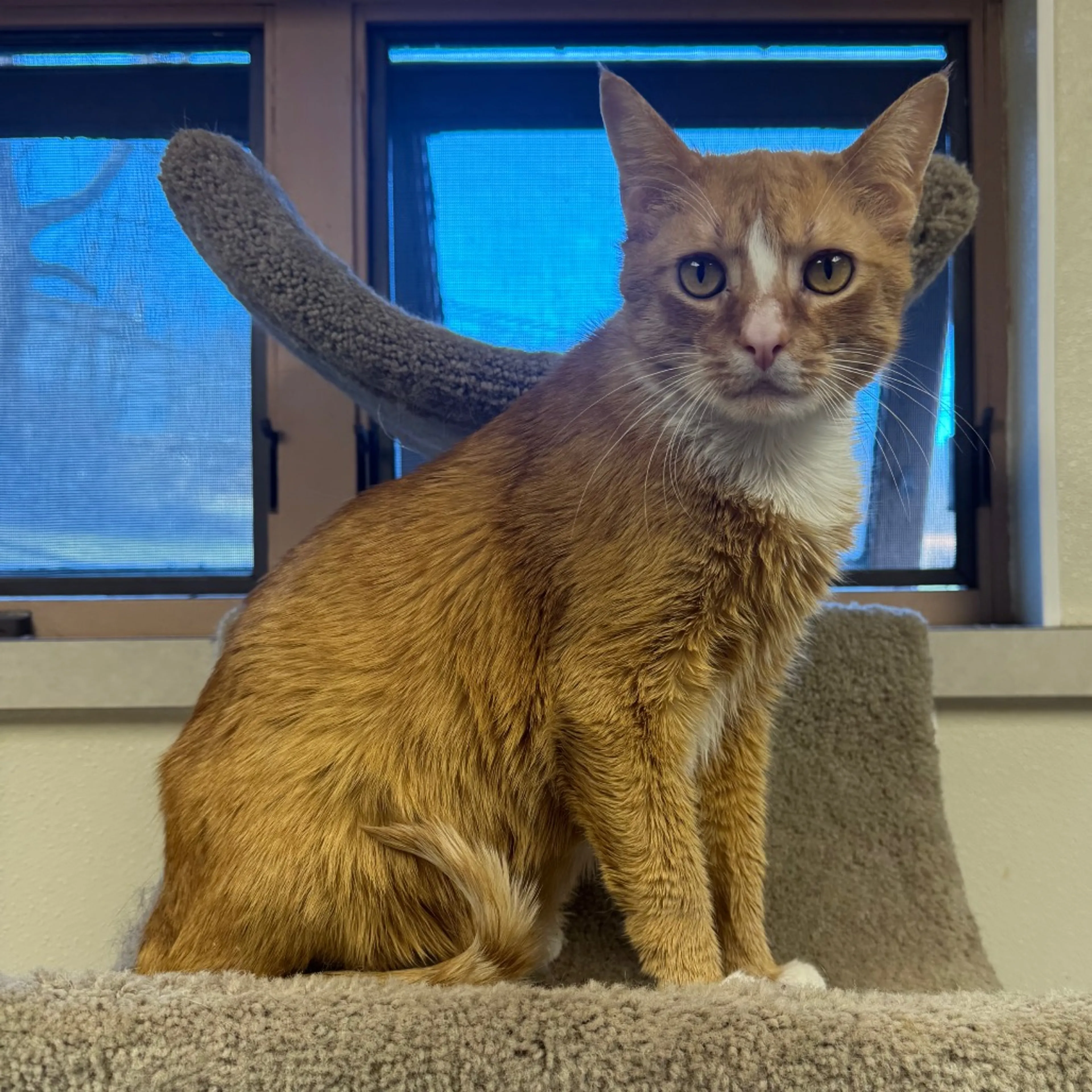 Found pet-3