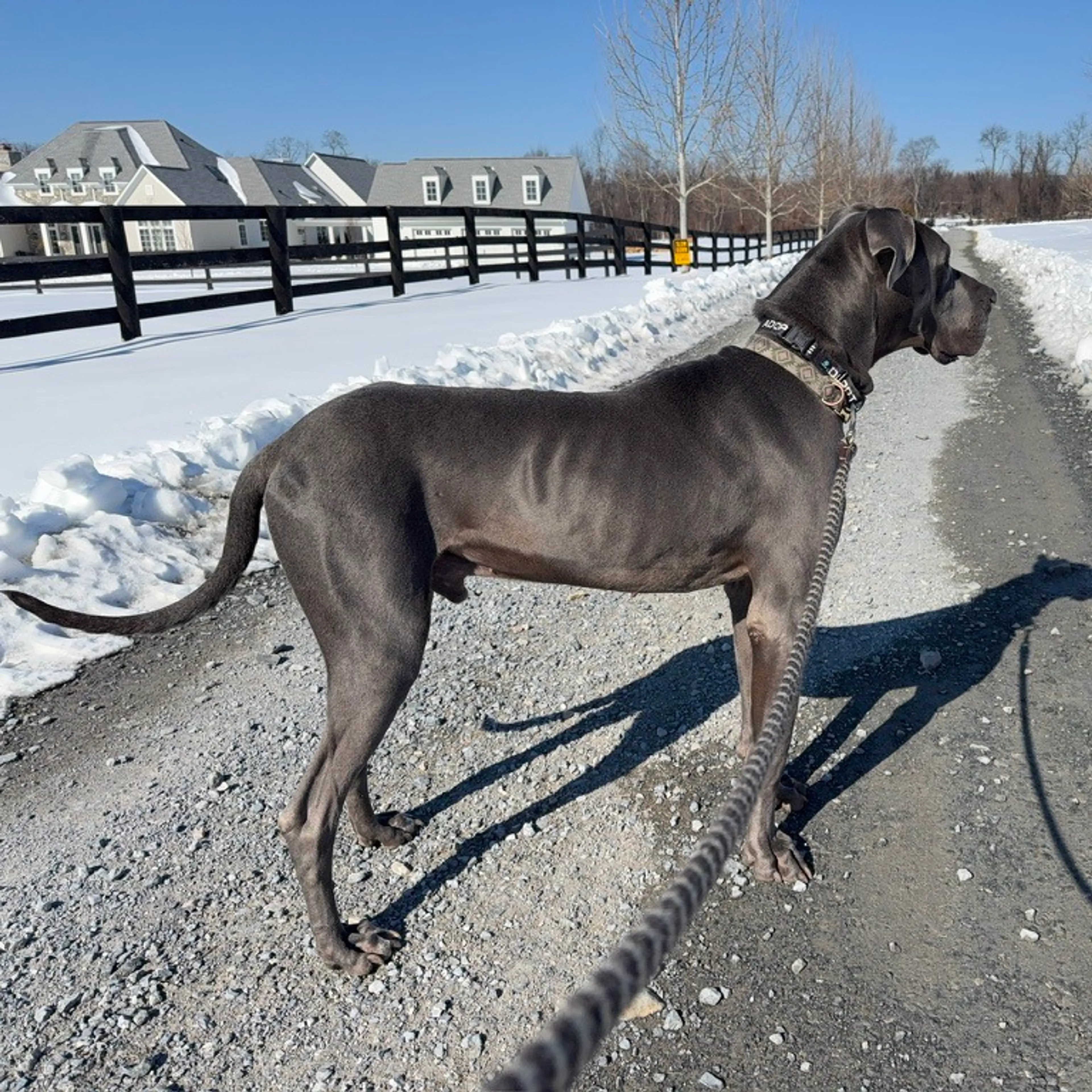 Found pet-4