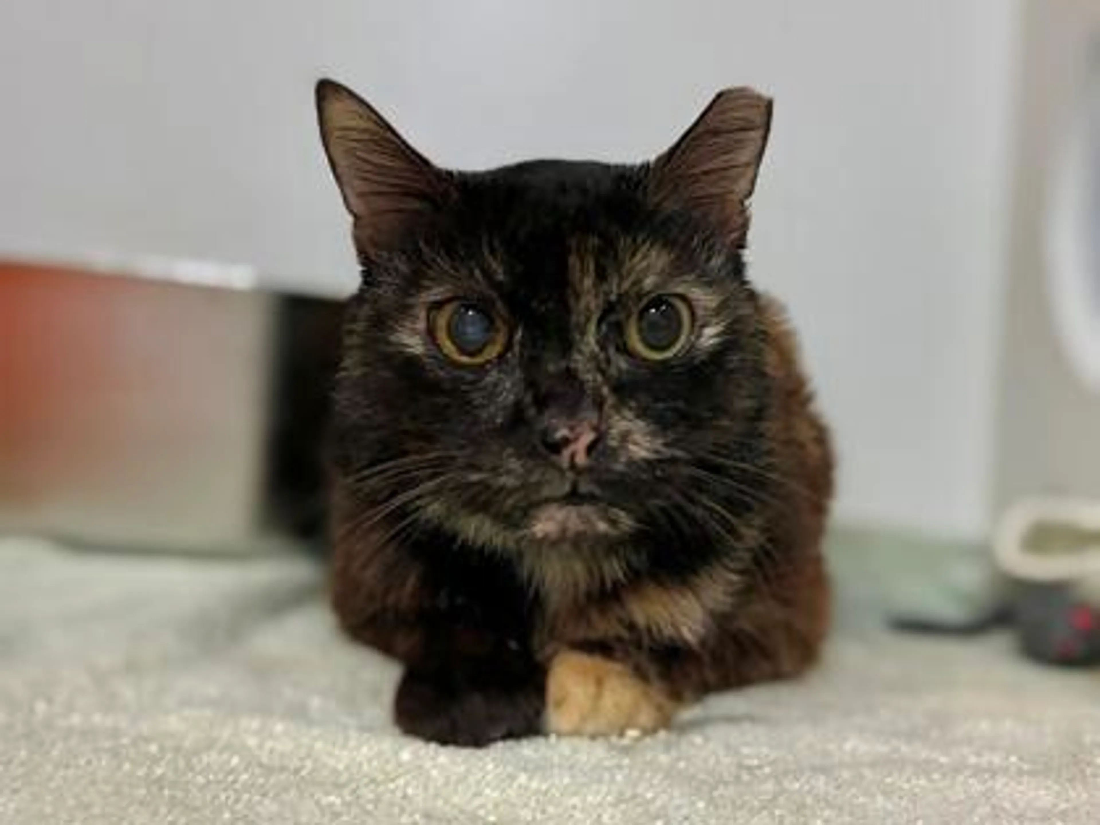 Found pet-2