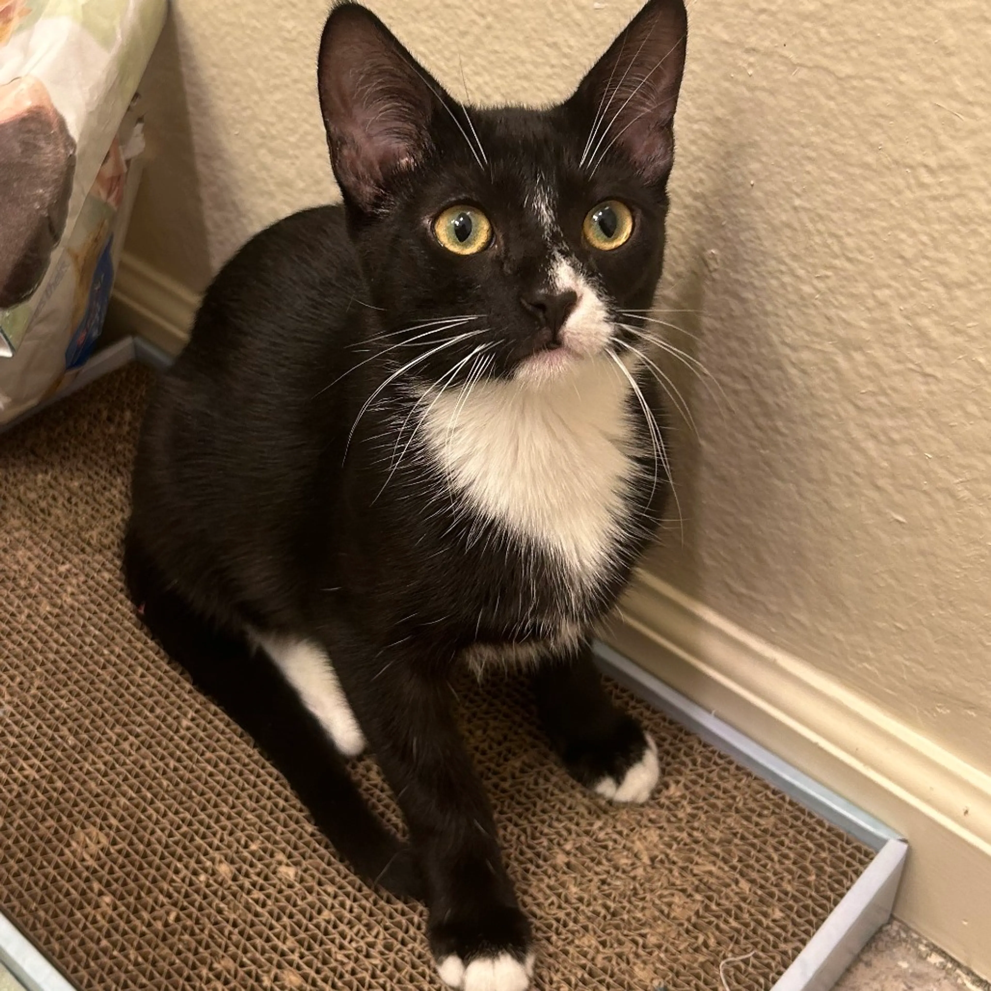 Found pet-1