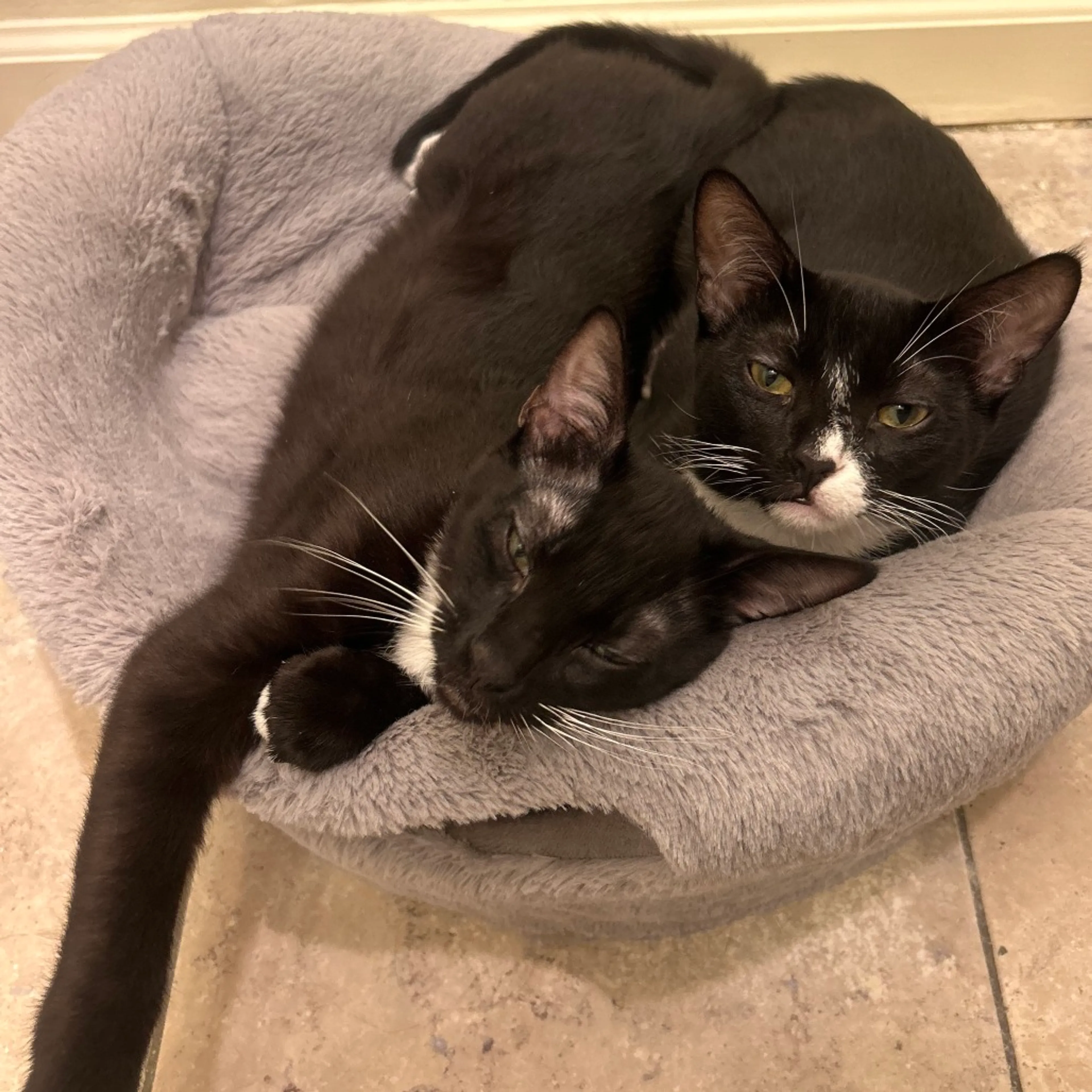 Found pet-2