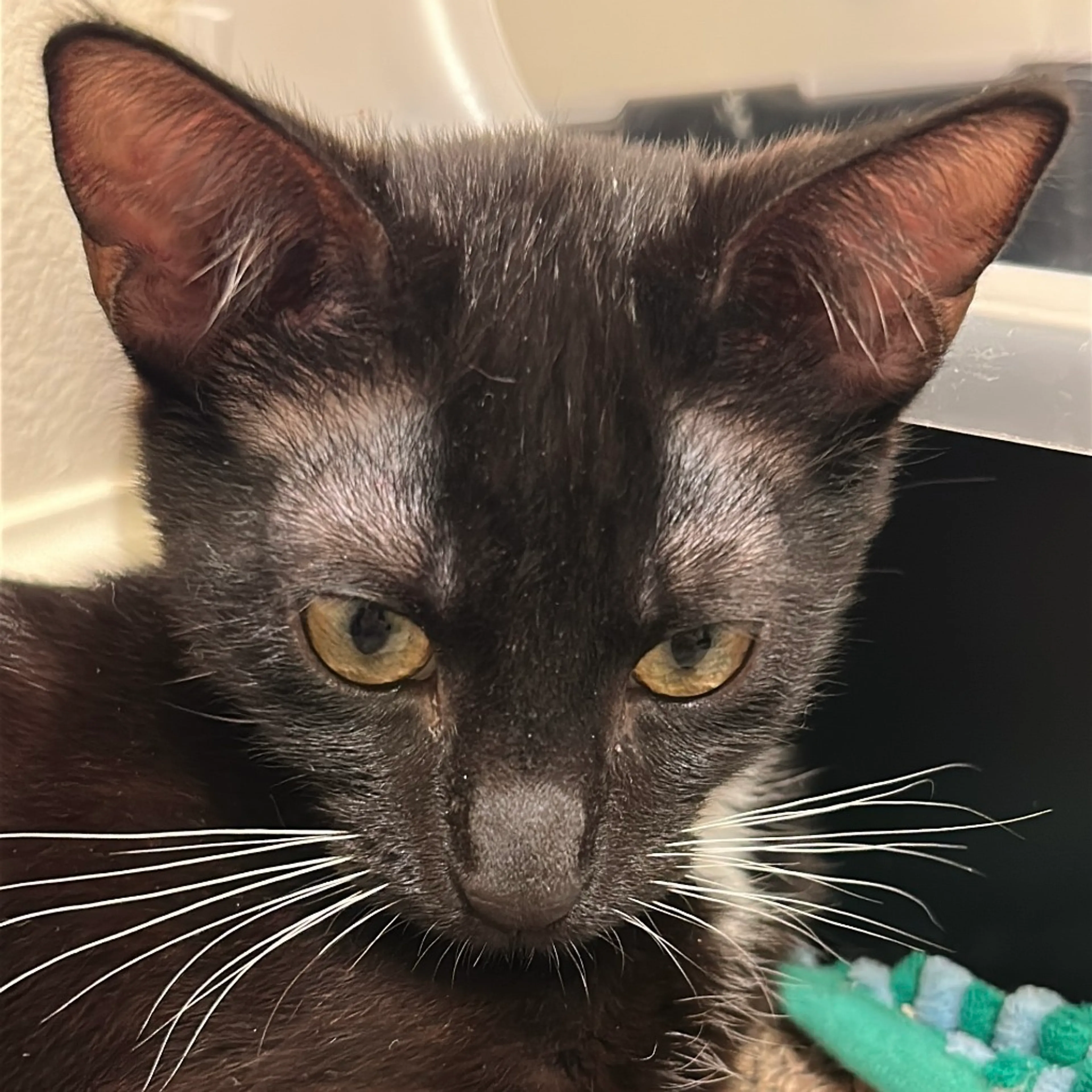 Found pet-4